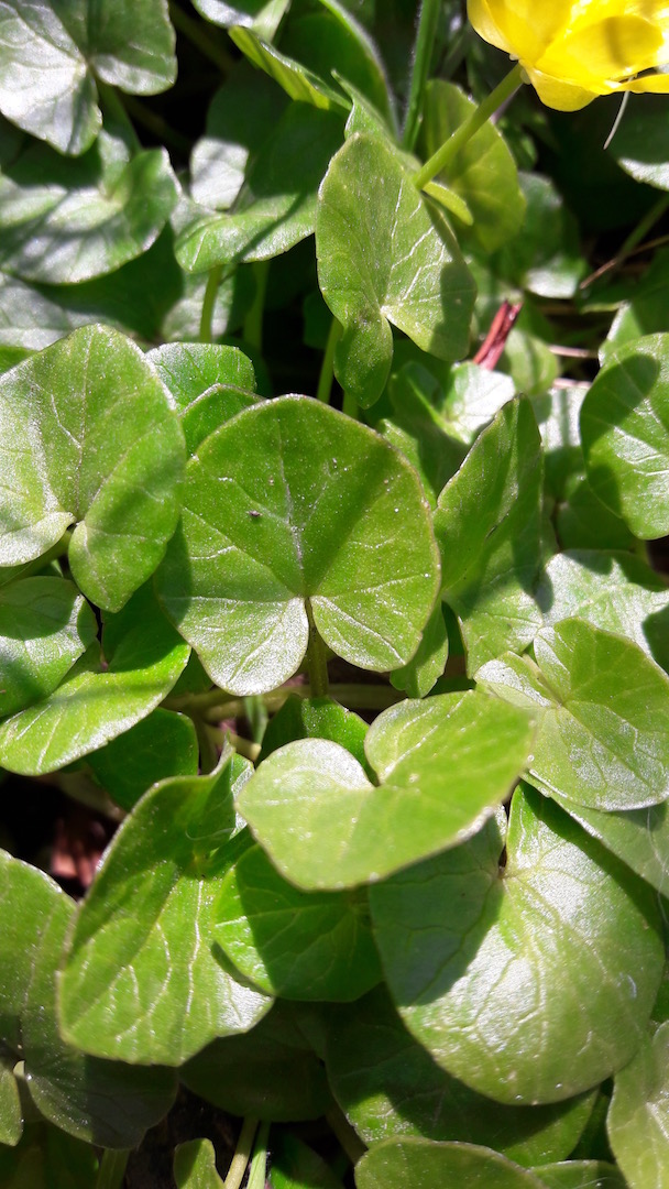 Annexe 20200327_111146.jpg