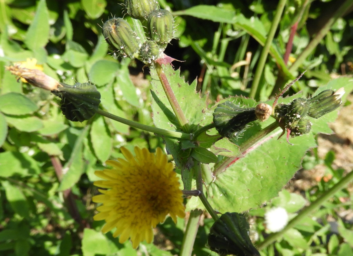 Annexe seneçon3.JPG