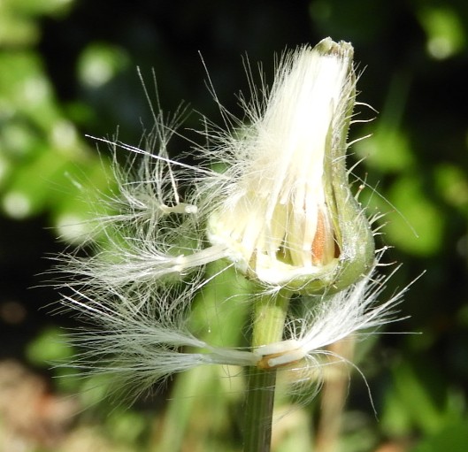 Annexe seneçon4.JPG