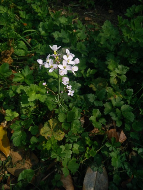 Annexe IMG_20200327_135504.jpg