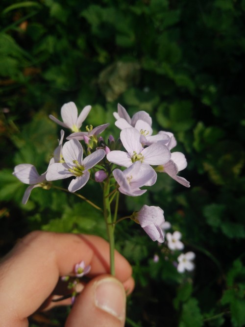 Annexe IMG_20200327_135536.jpg