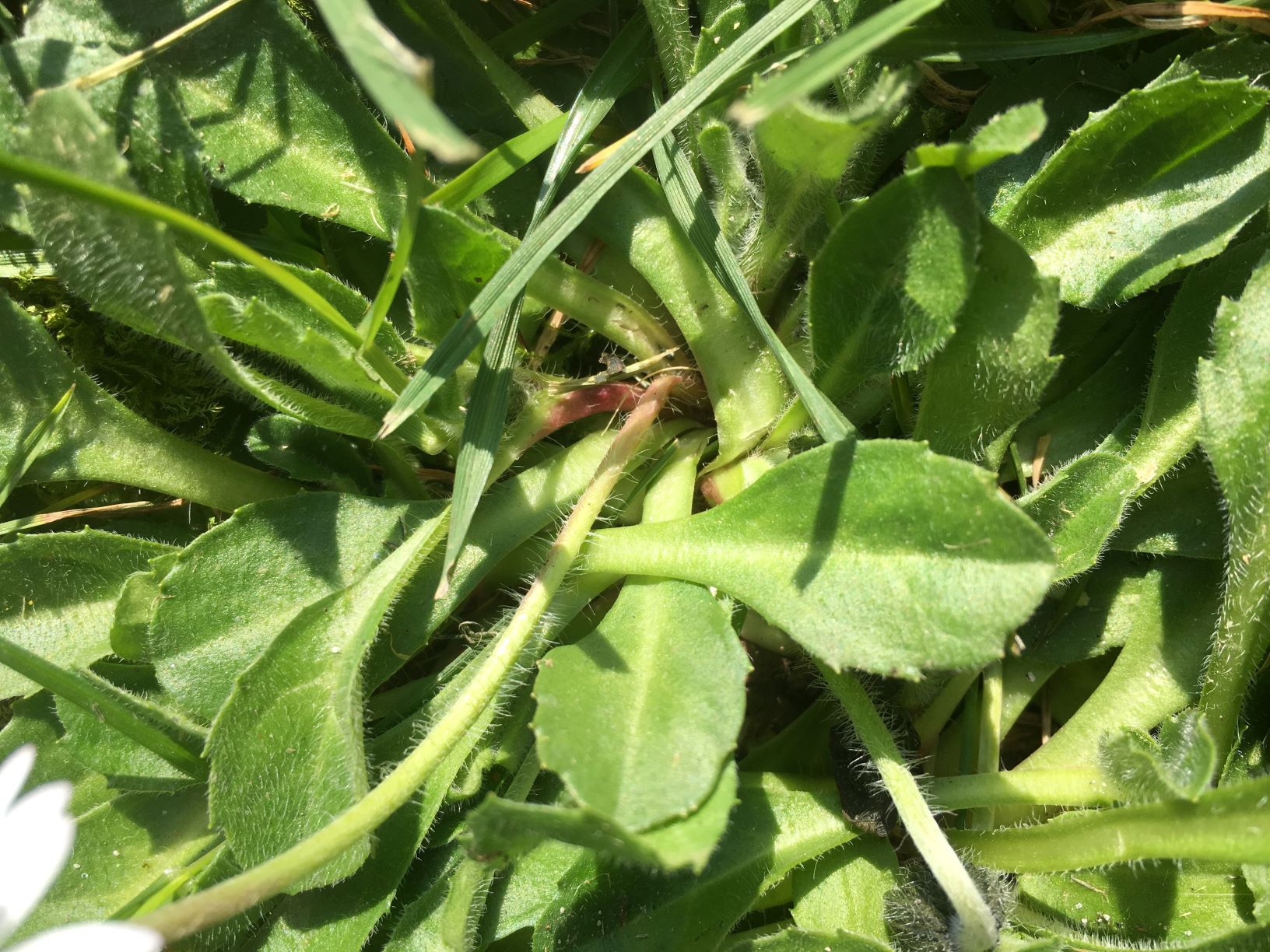 Annexe IMG-1871j.JPG