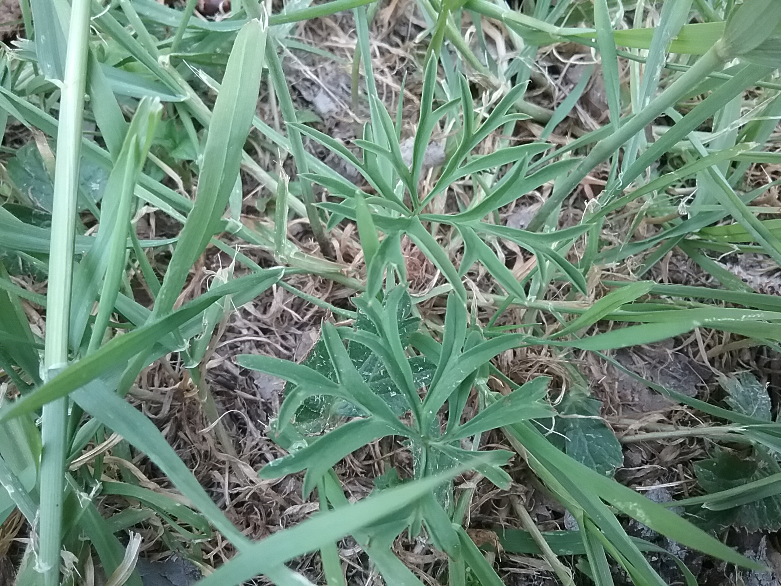 Annexe Anémie hortensias feuilles.jpg
