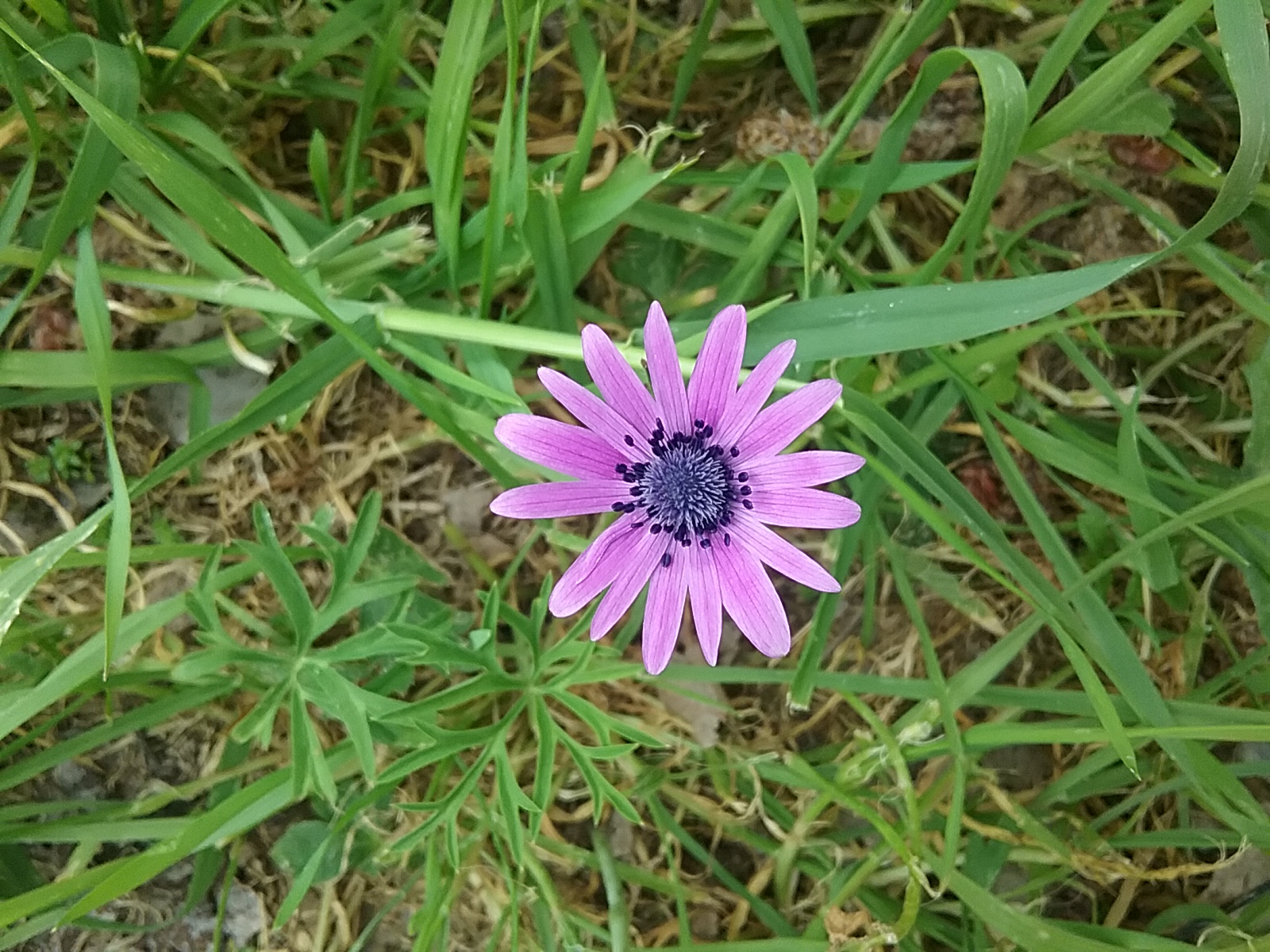 Annexe Anémie hortensias fleur.jpg
