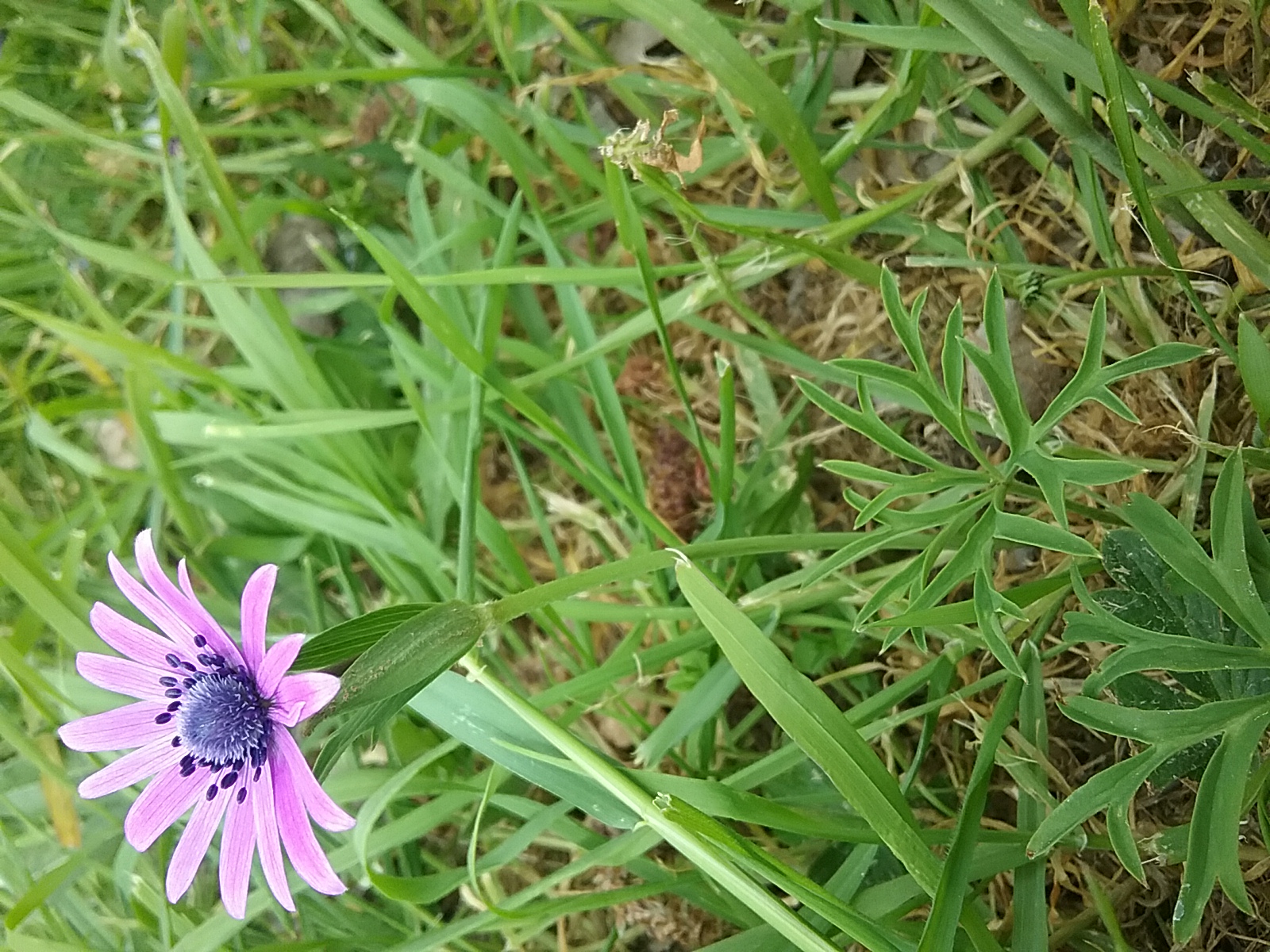 Annexe Anémone hortensias vue globale.jpg