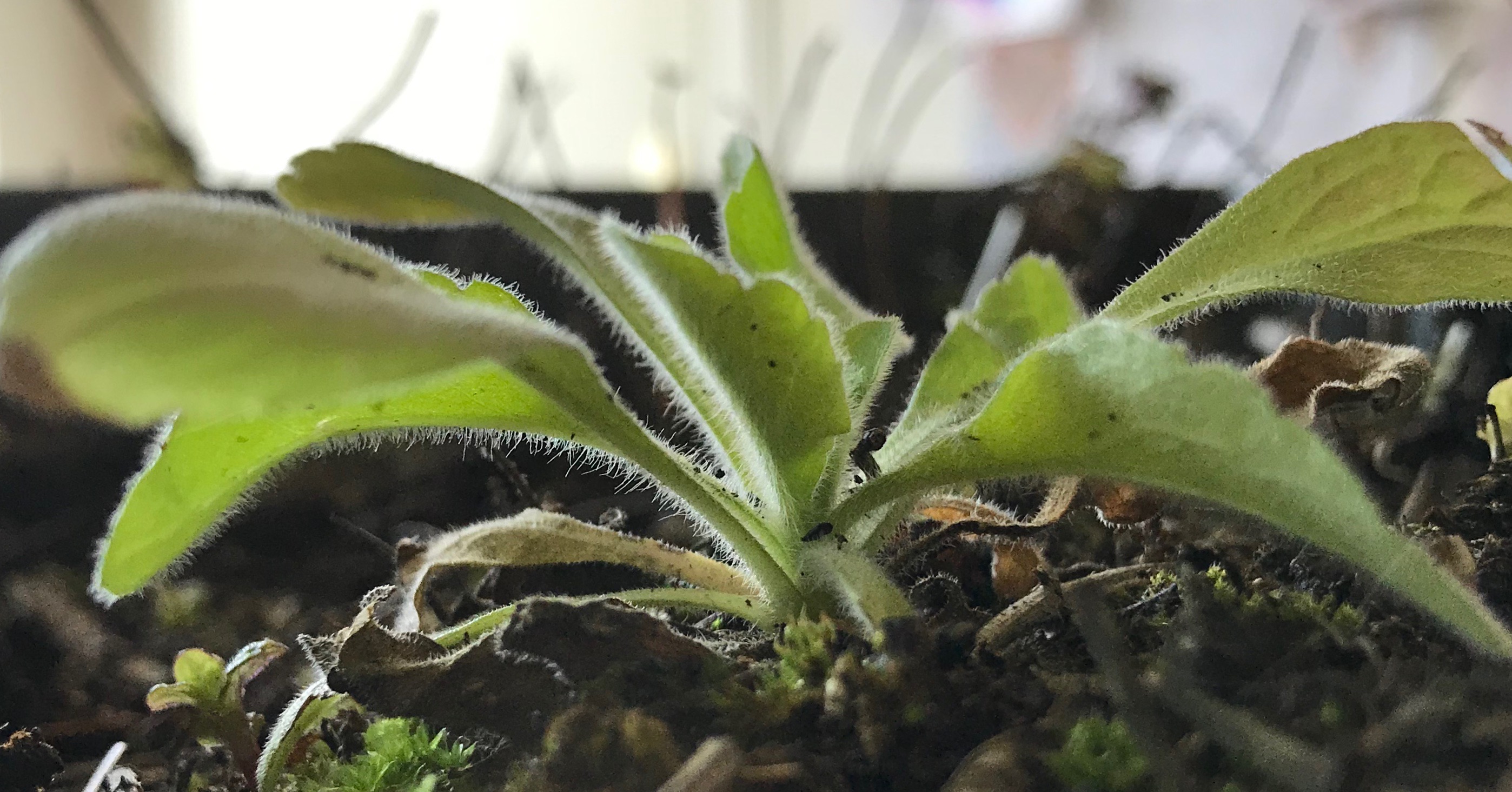 Annexe IMG_1769.jpeg