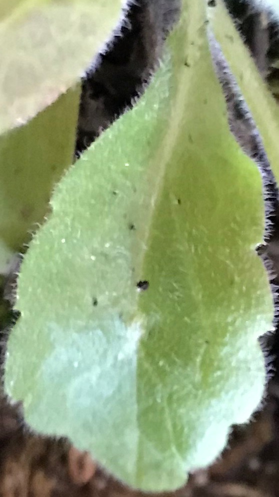 Annexe IMG_1770.jpeg