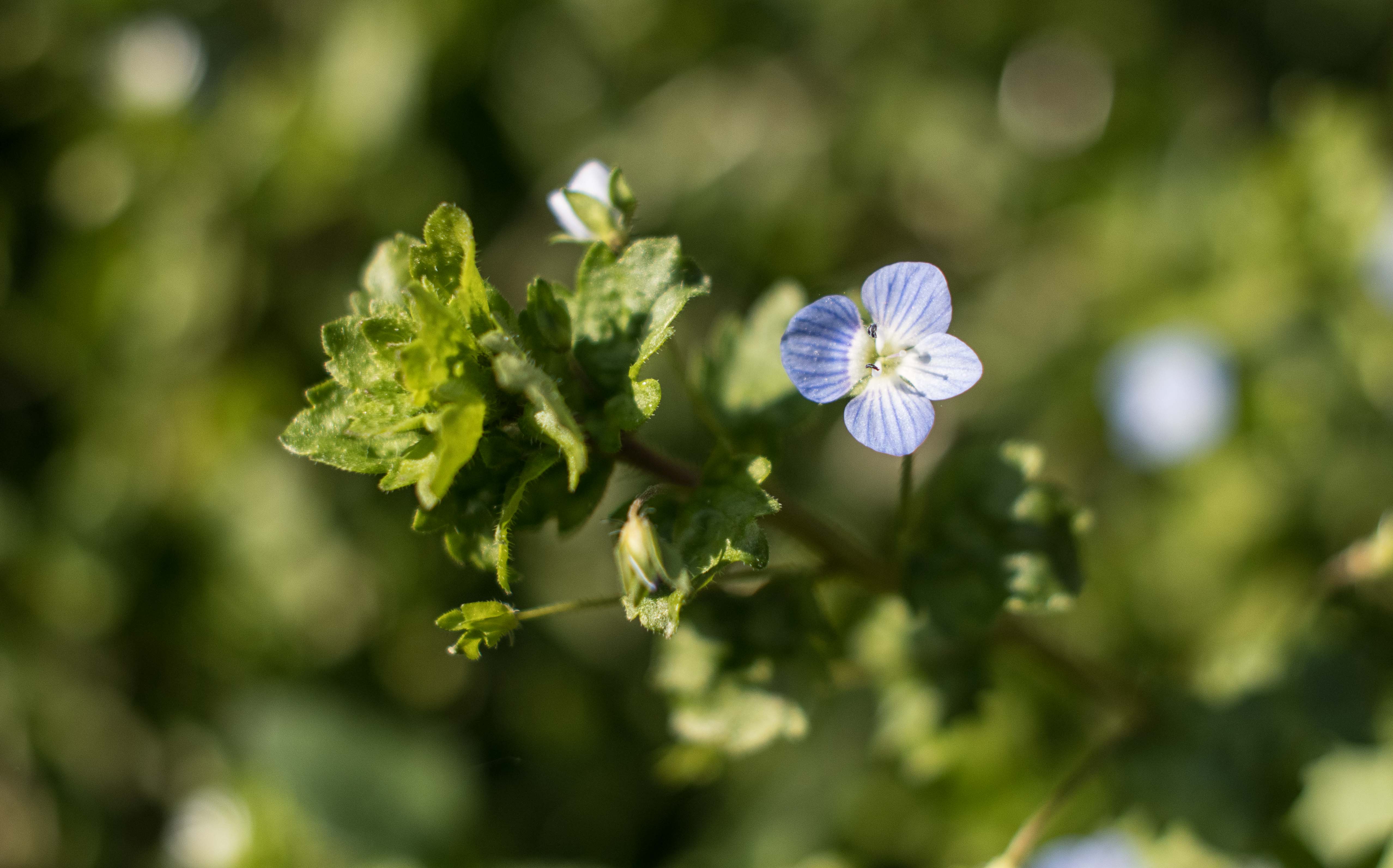 Annexe Veronica persica-1.jpg