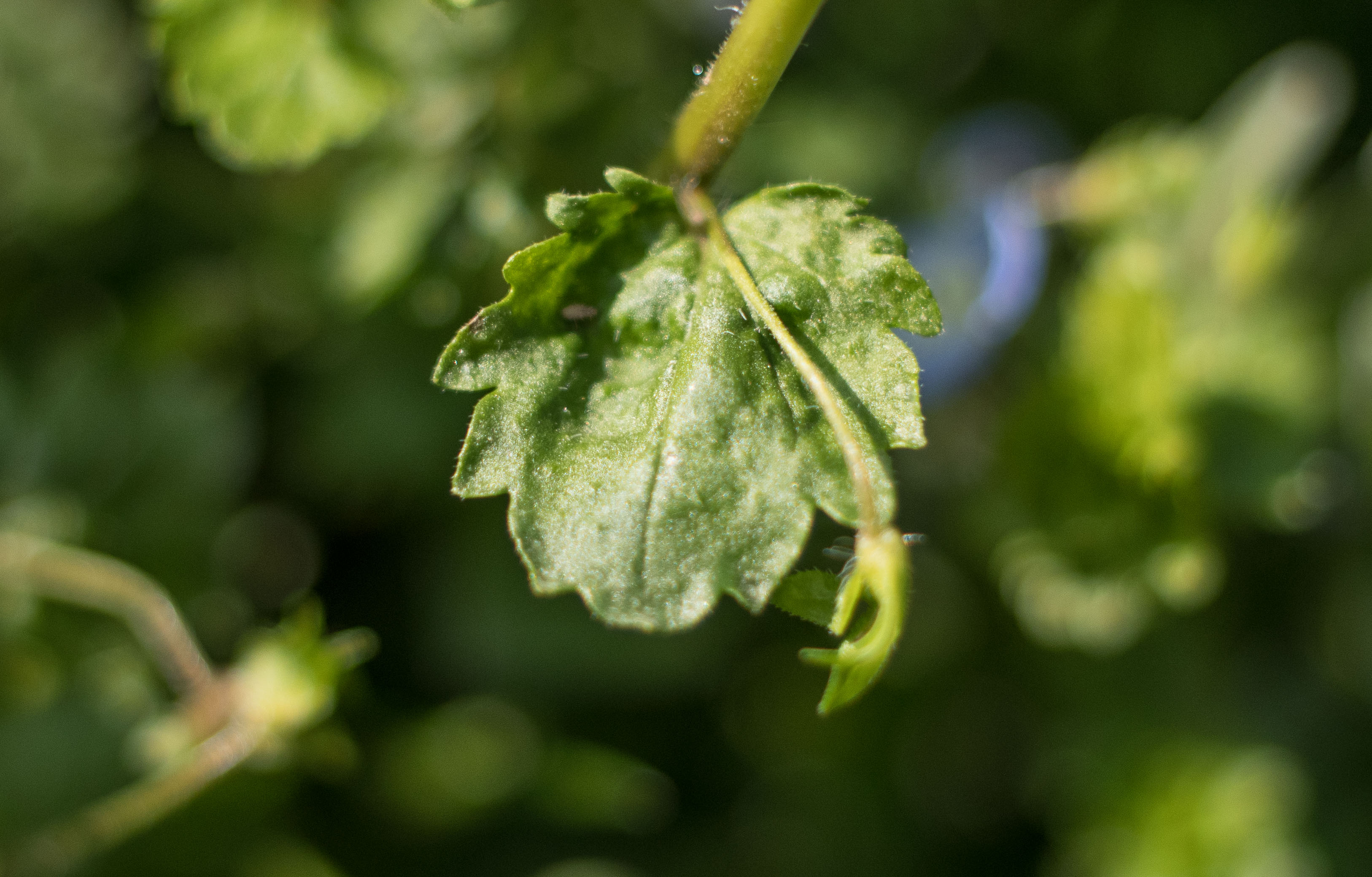 Annexe Veronica persica-2.jpg