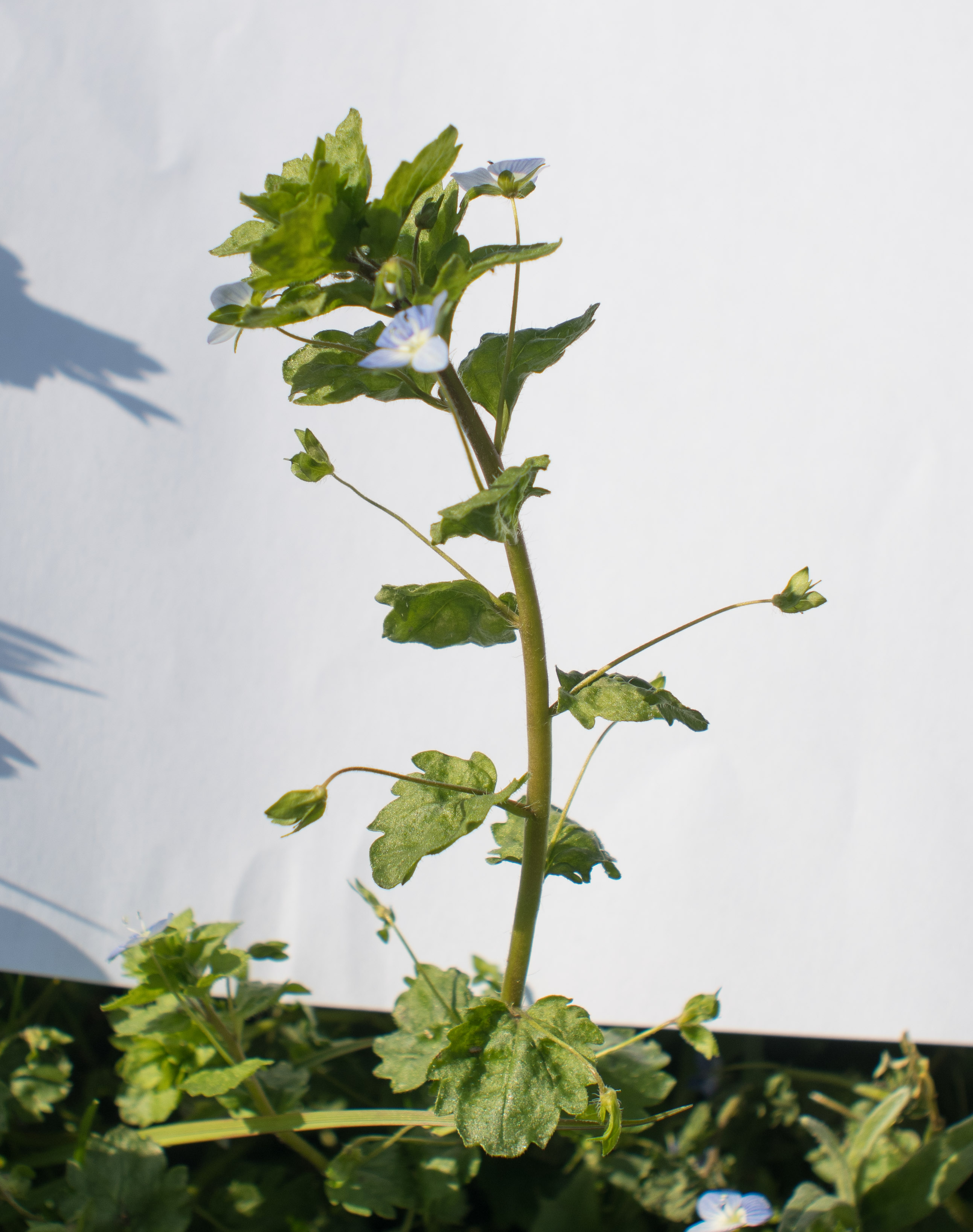 Annexe Veronica persica-3.jpg