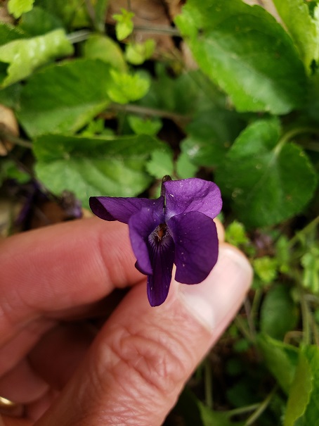 Annexe Violette 1.jpg