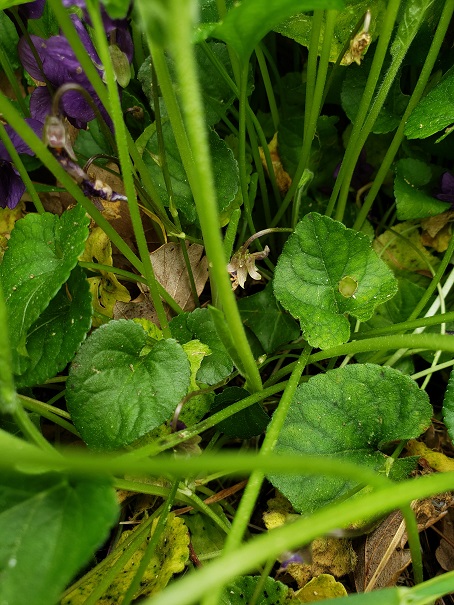 Annexe Violette2.jpg