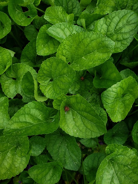 Annexe Violette3.jpg