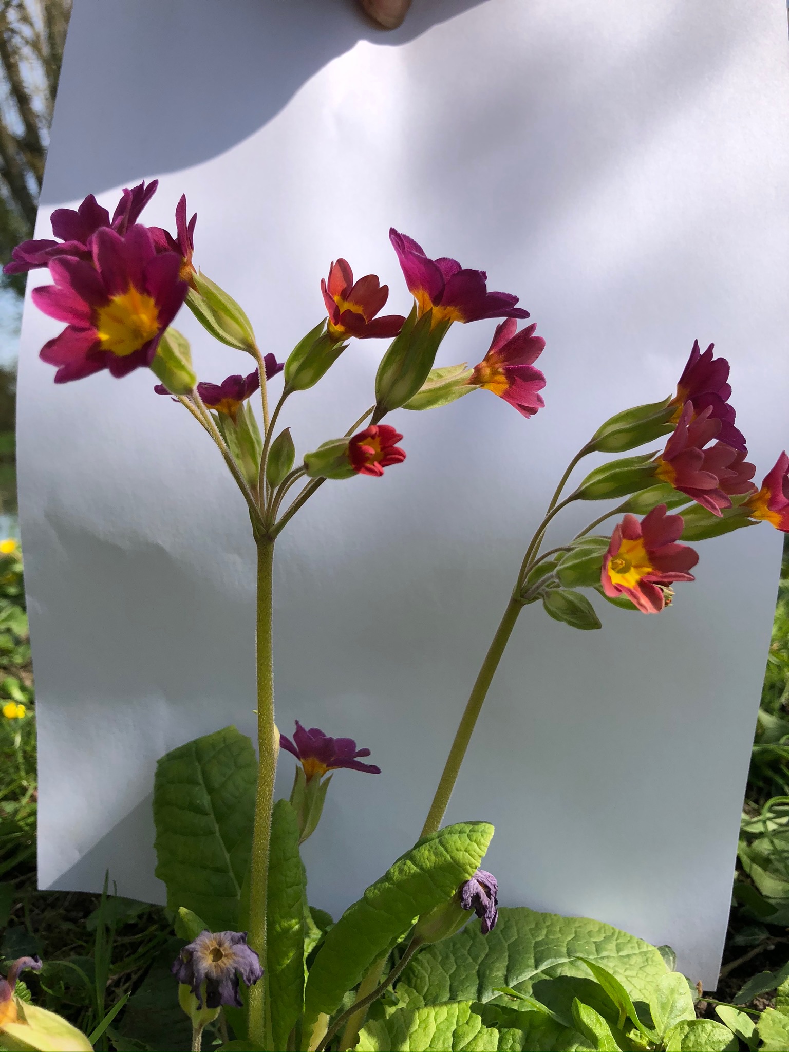 Annexe 376F2166-8BFD-44CB-BFF7-A5AA957B8B32.jpeg