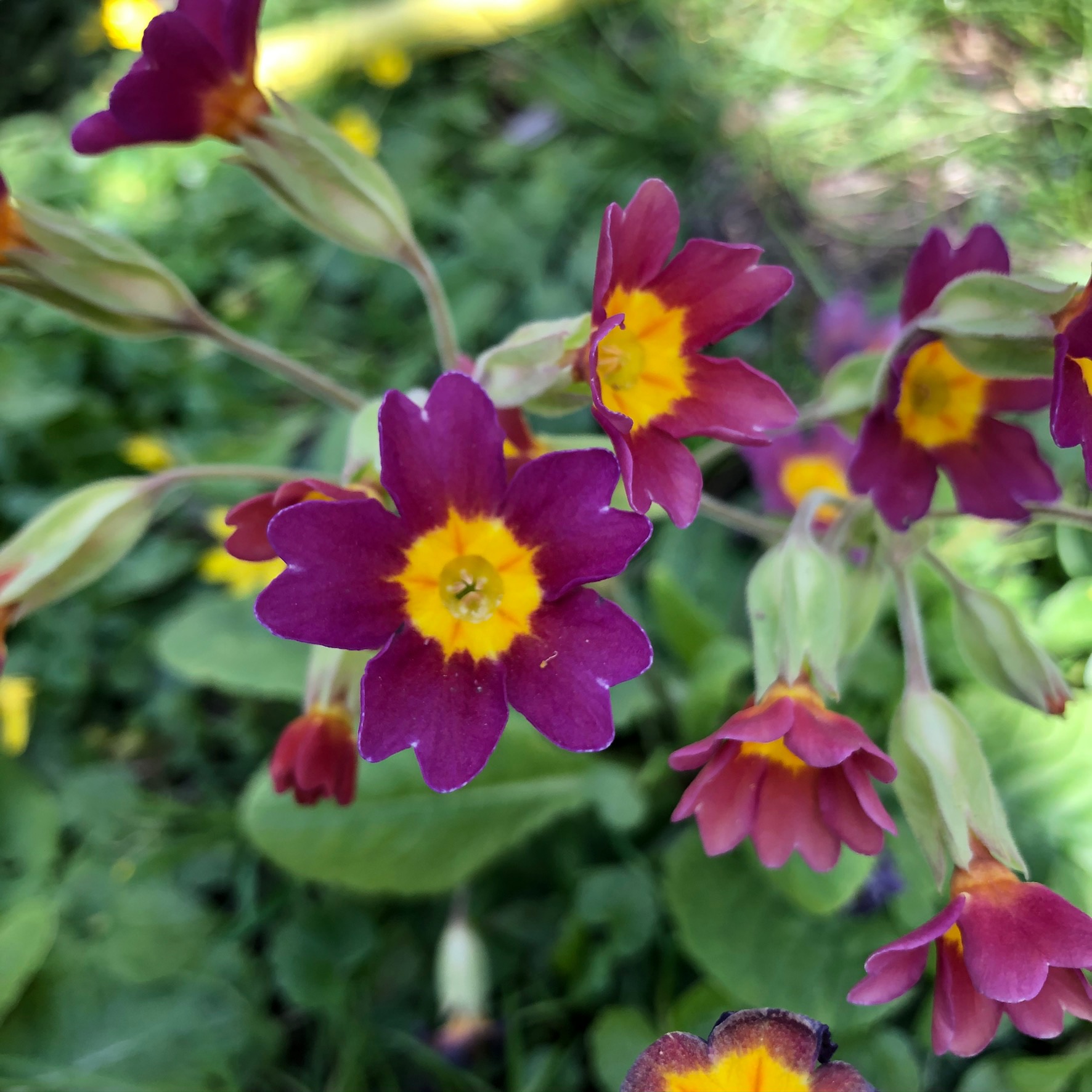 Annexe E615283F-D04B-405D-A68E-D953058E3BDD.jpeg