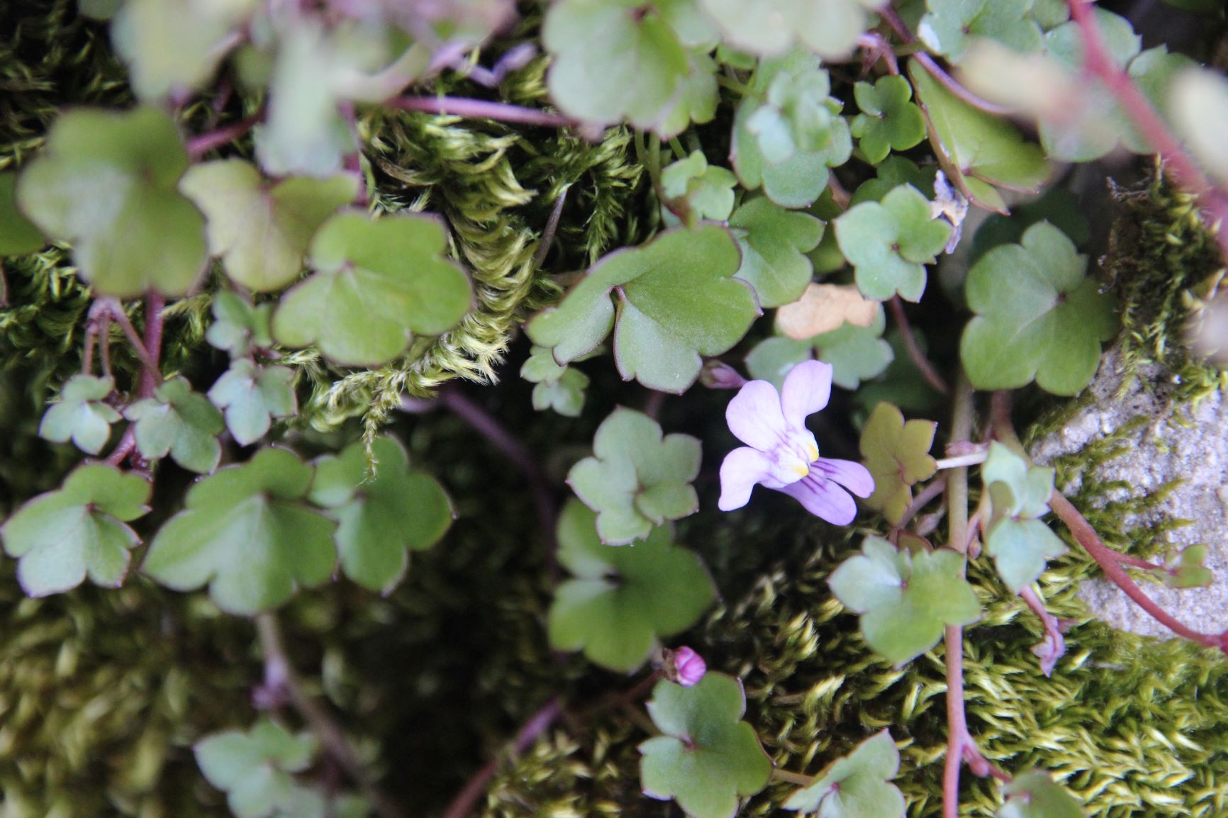 Annexe Cymbalaria feuille.JPG