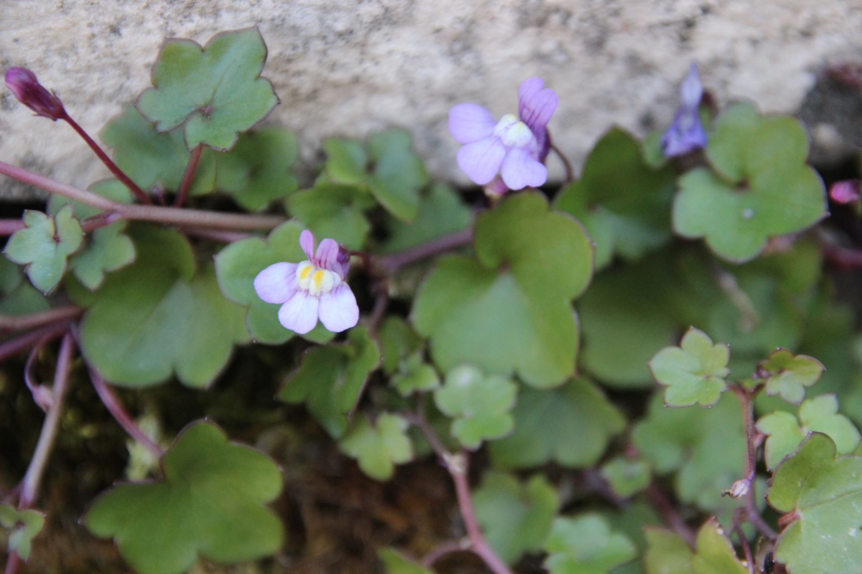 Annexe Cymbalaria fleur.JPG