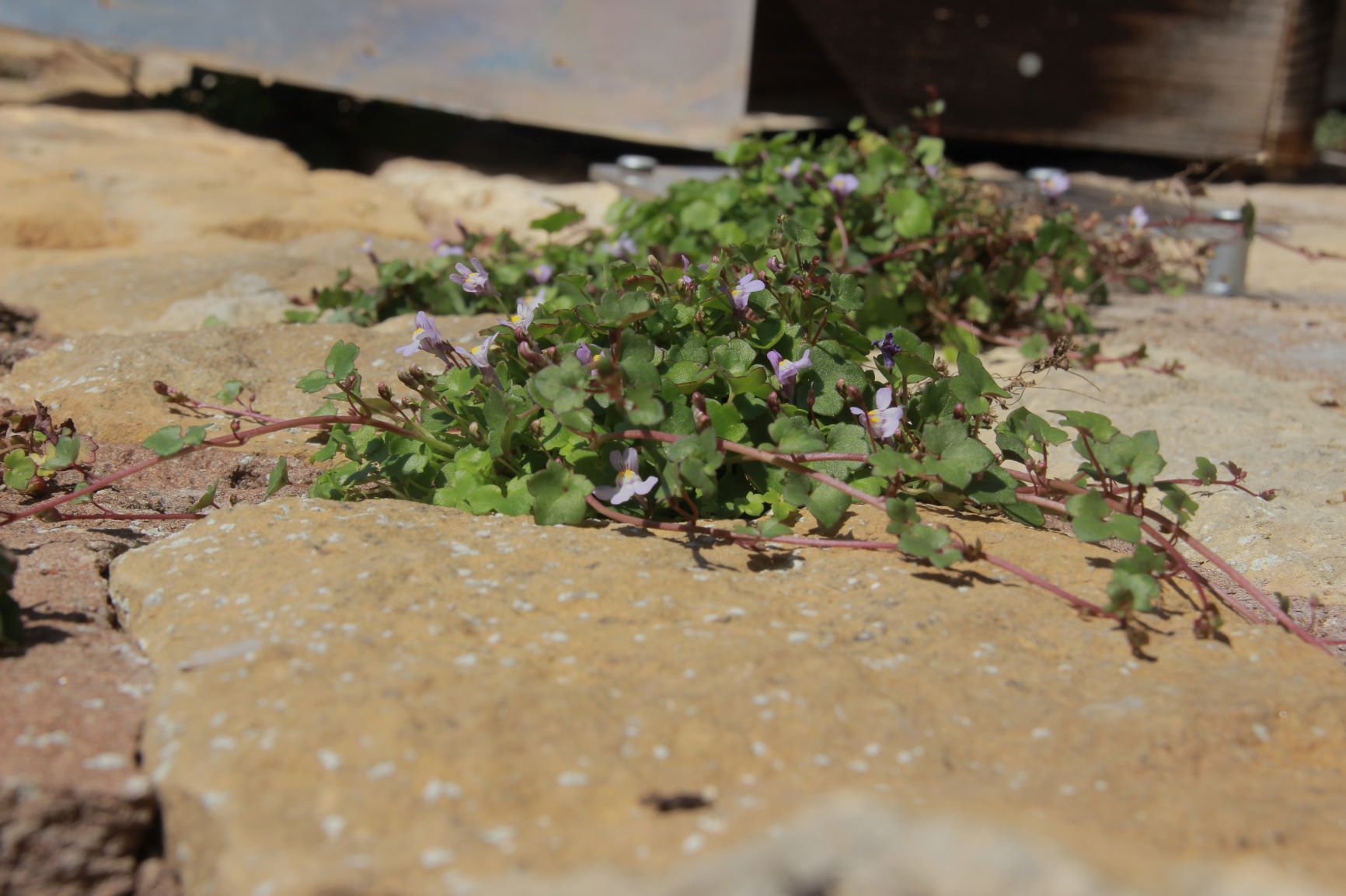 Annexe Cymbalaria.JPG