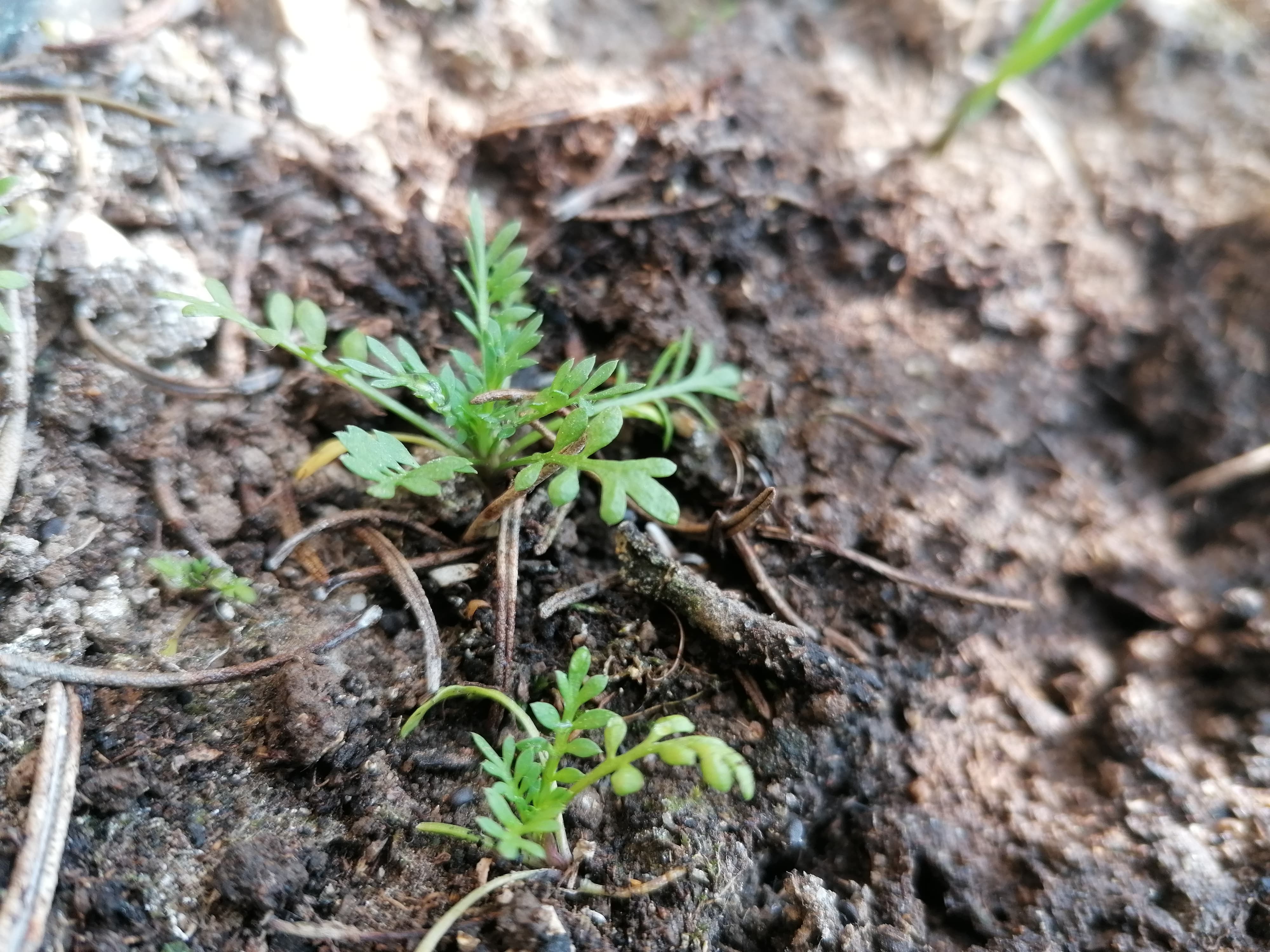 Annexe 90841338_2759306670853920_6235656132782718976_n.jpg