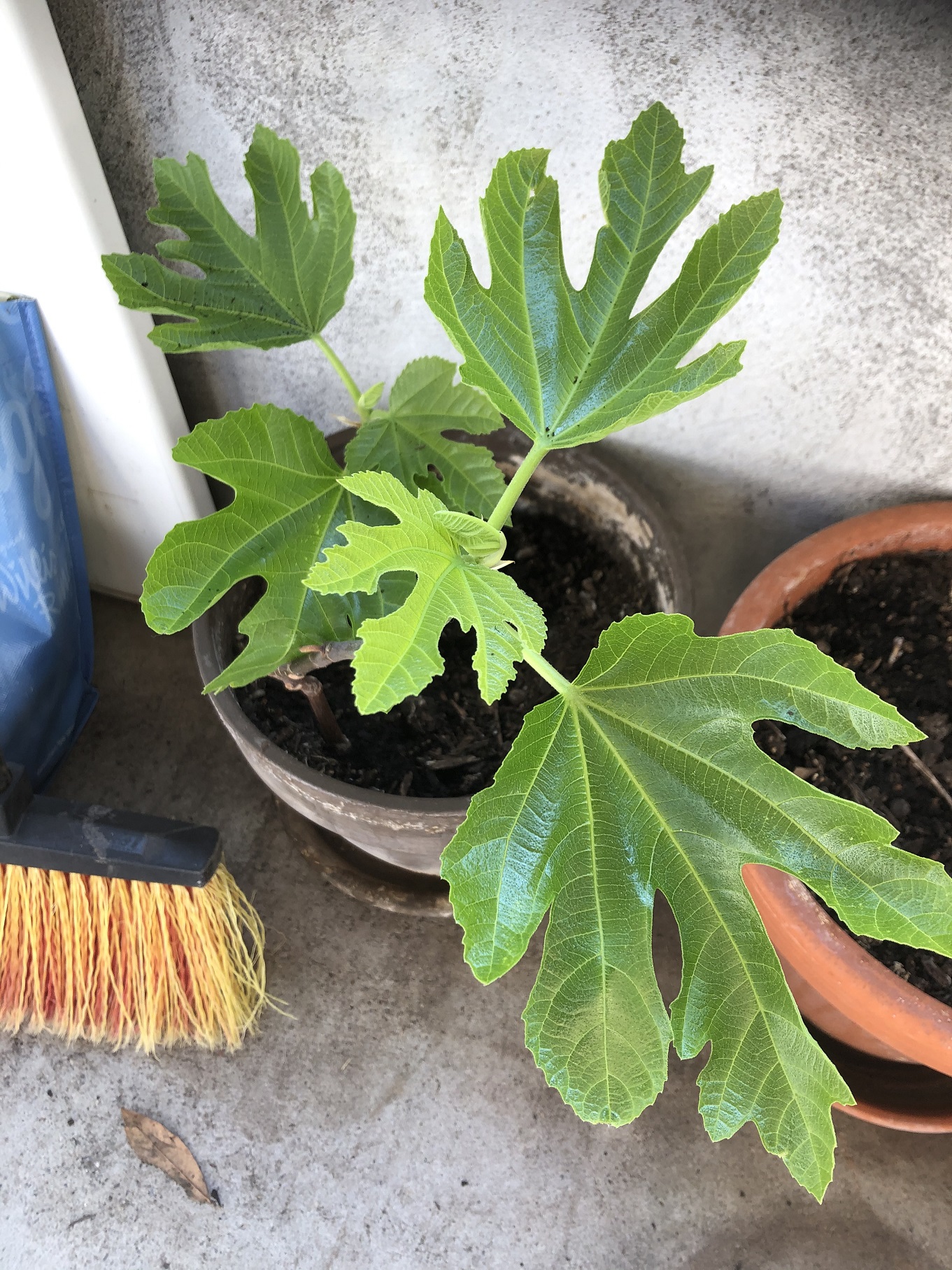 Annexe FiguierBurguignon_moyen.jpg