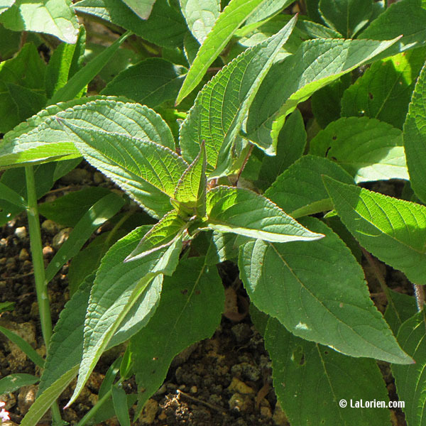 Annexe sauge-ananas-feuille.jpg