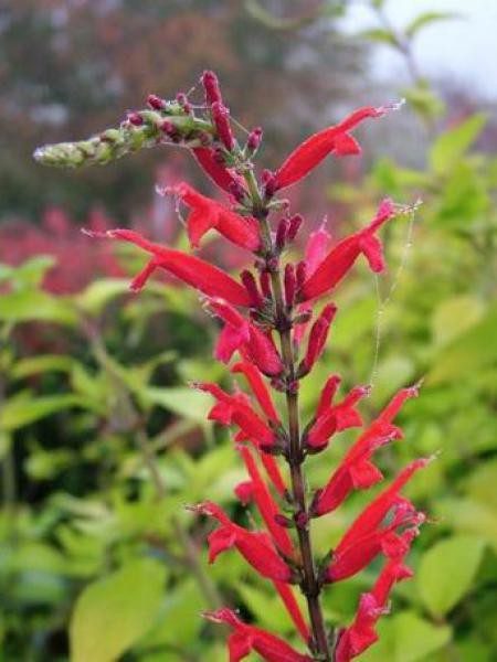 Annexe sauge-ananas-pineapple-.jpg