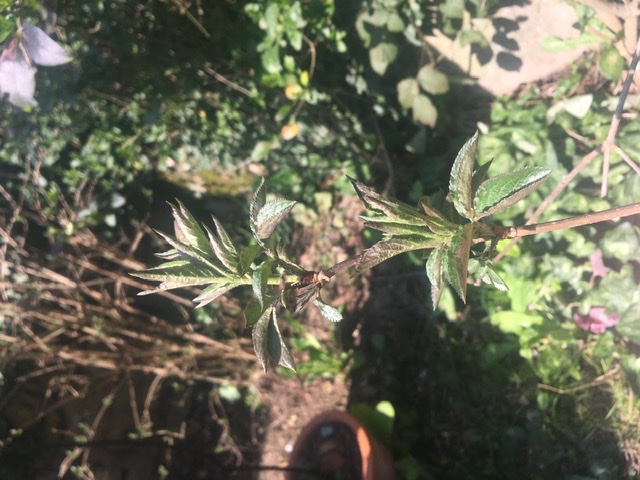 Annexe 25B65EA9-B133-40EA-9041-643C8AF35F5F.jpeg