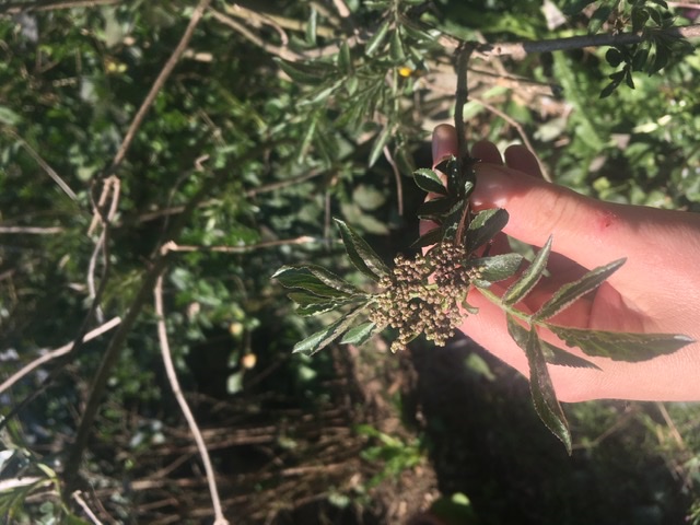 Annexe 31029E52-C4D5-4CCF-ADCF-306052B7DDA9.jpeg