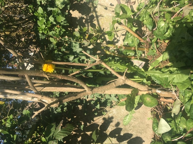 Annexe 5FBBE904-C634-4962-95C2-AA866F282F66.jpeg