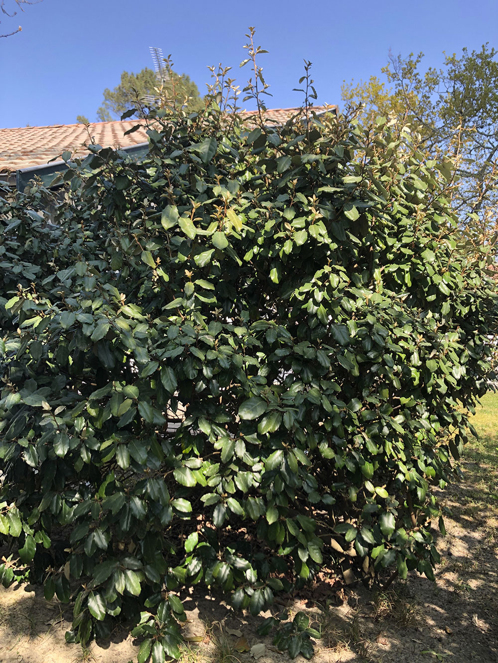 Annexe eleagnus-01.jpg