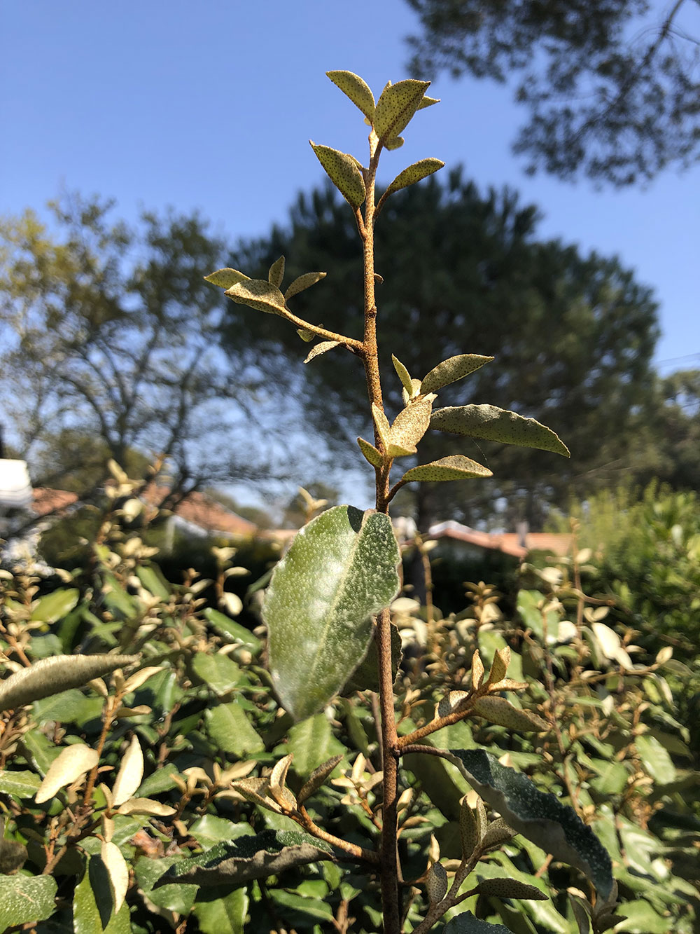 Annexe eleagnus-02.jpg