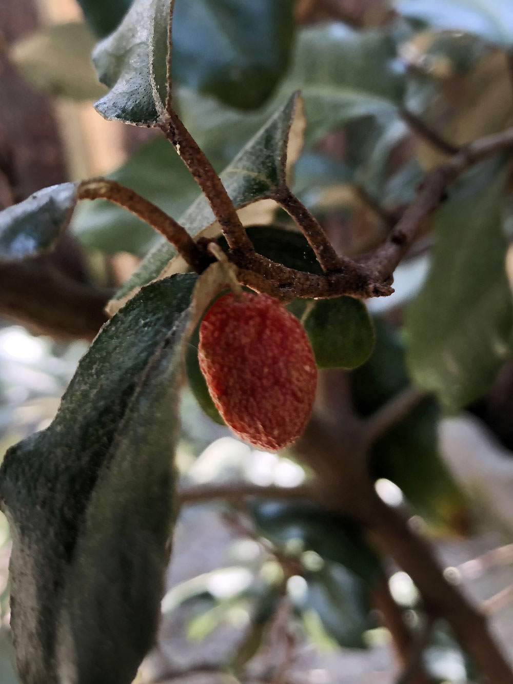 Annexe eleagnus-03.jpg