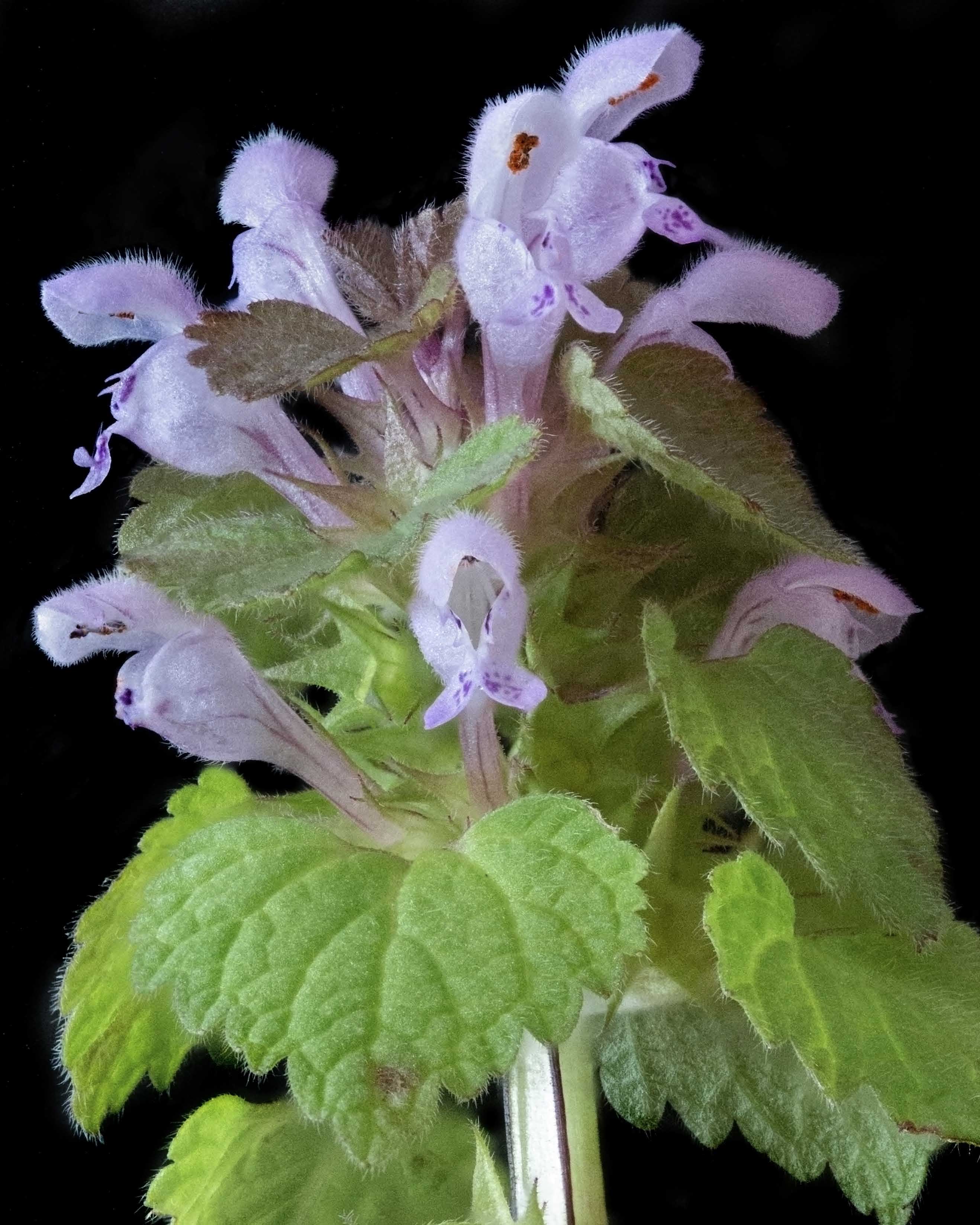 Annexe Lamier Feu.jpg