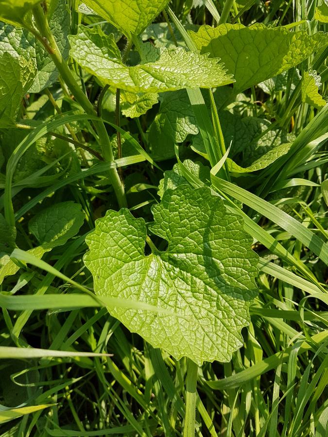 Annexe 1585143489794.JPEG