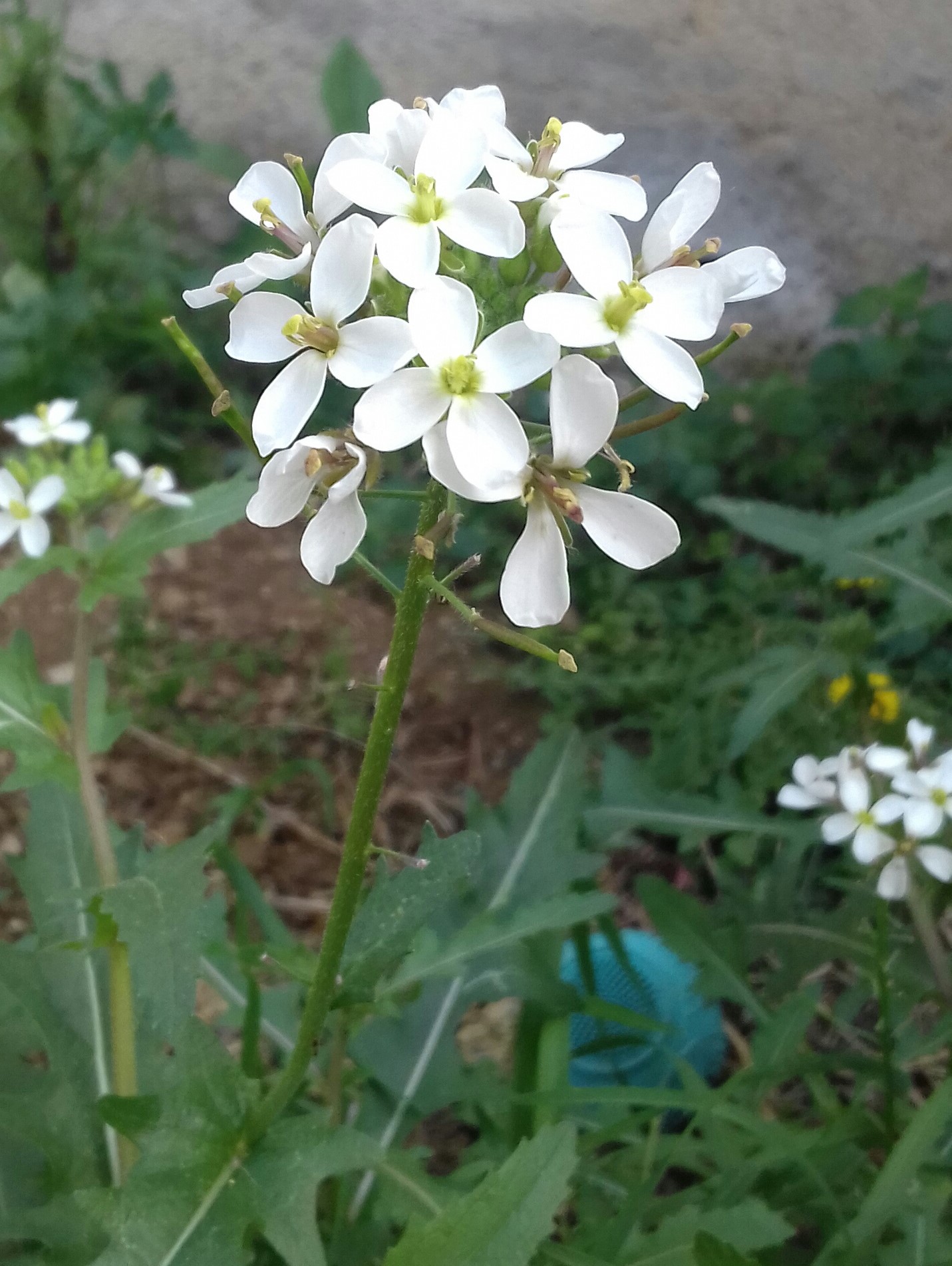 Annexe 20200327_142252-1 1.jpg