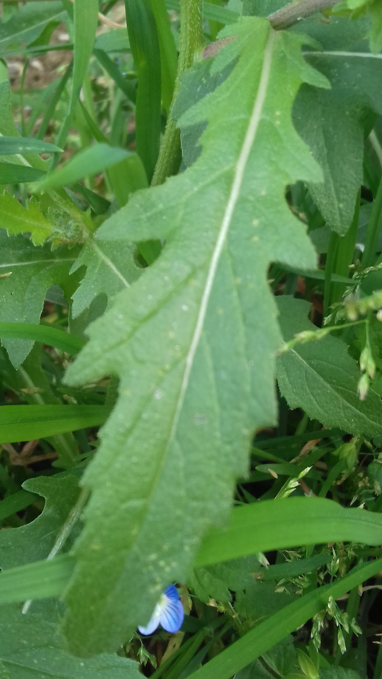 Annexe 20200327_142319 1.jpg