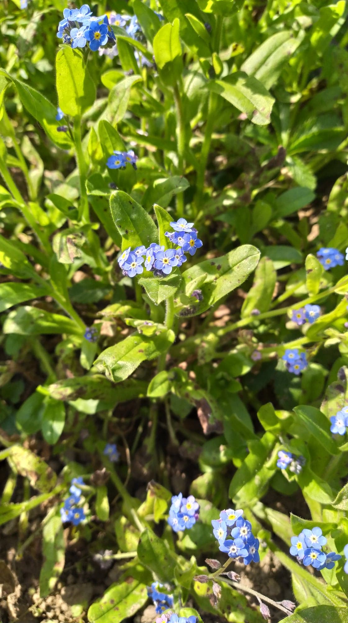 Annexe 91054739_1834364080028714_2747293822504402944_n.jpg