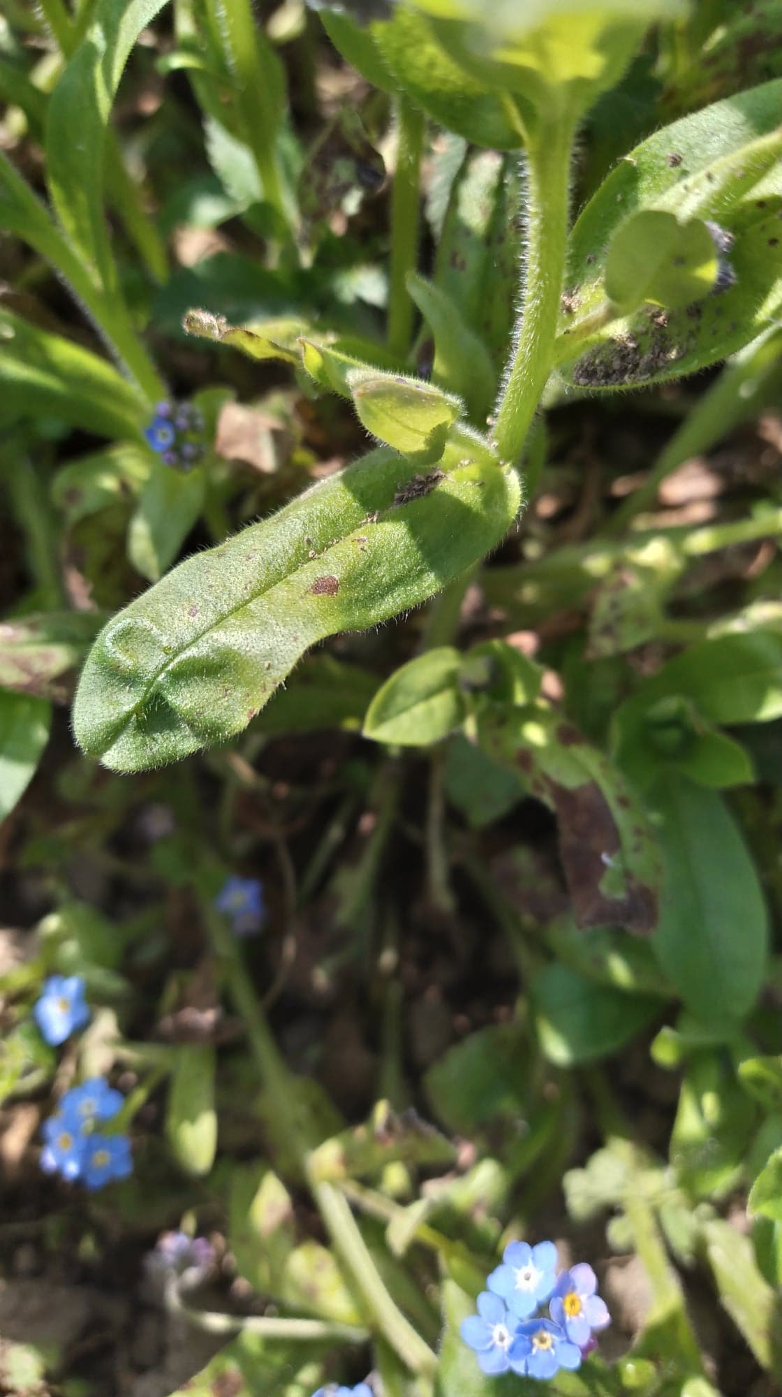 Annexe 91285733_2909553802457824_551473800806400_n.jpg