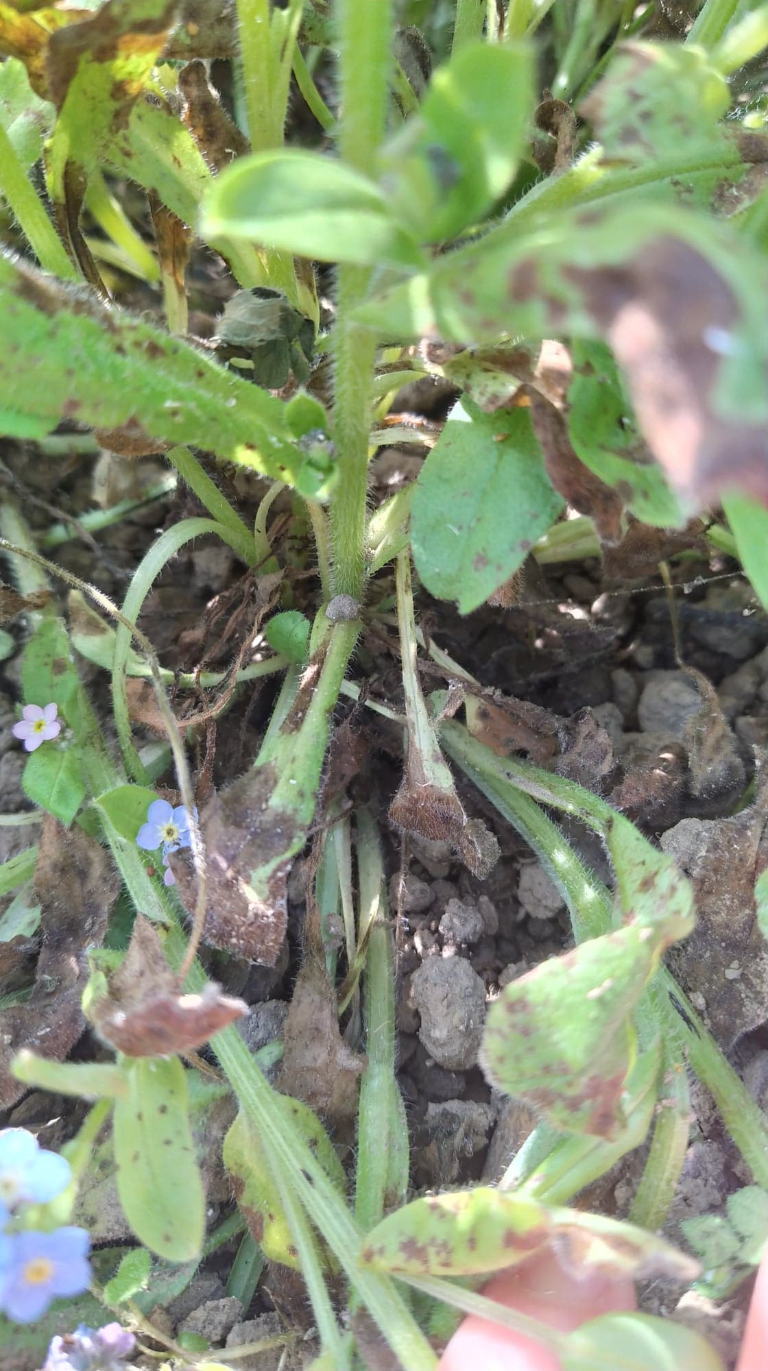 Annexe 91358478_2867234370006385_1121766997252636672_n.jpg