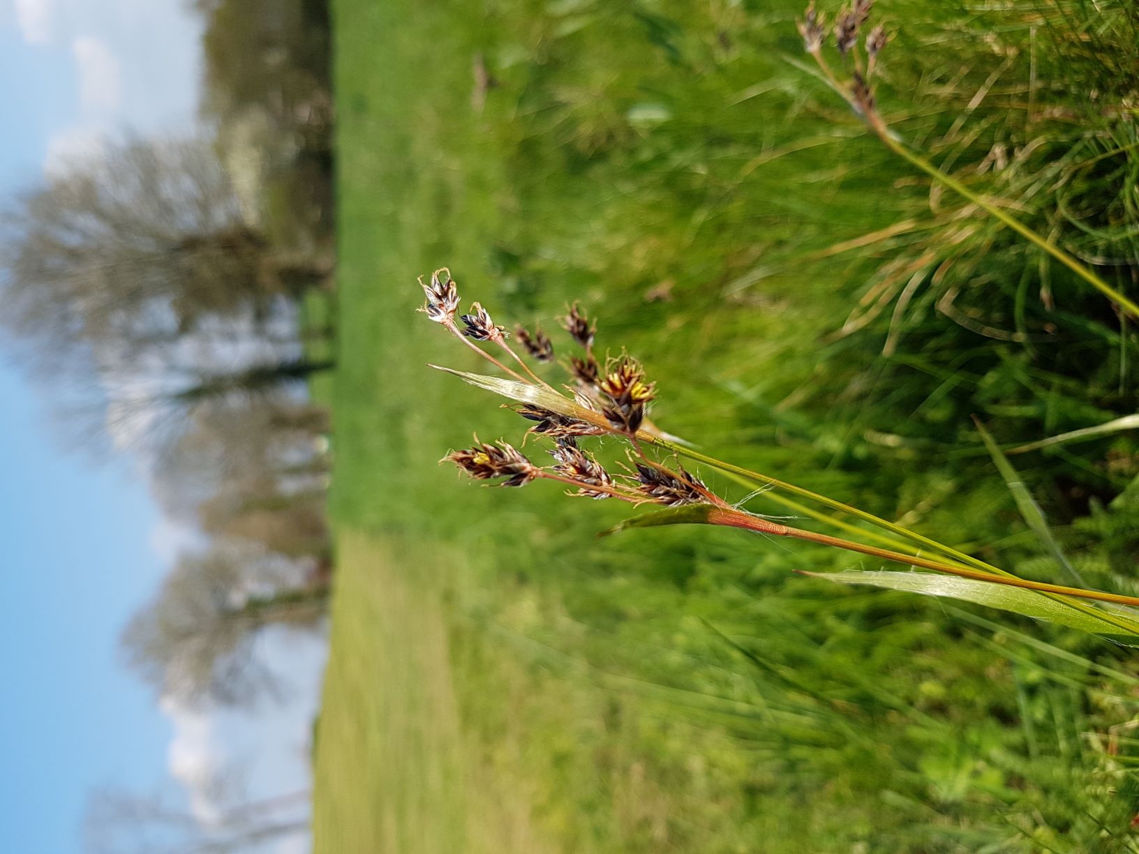 Annexe laîche précoce_Carex praecox.jpg