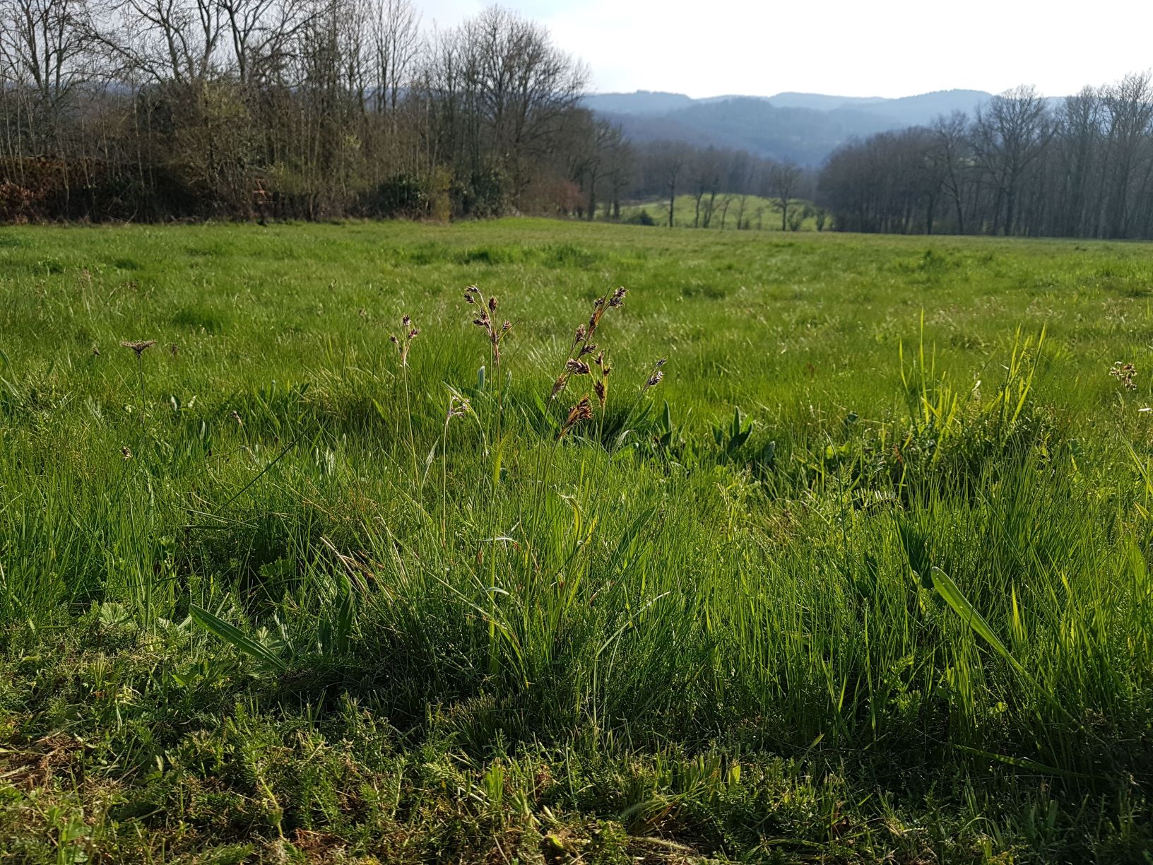 Annexe laîche précoce_Carex praecox2.jpg