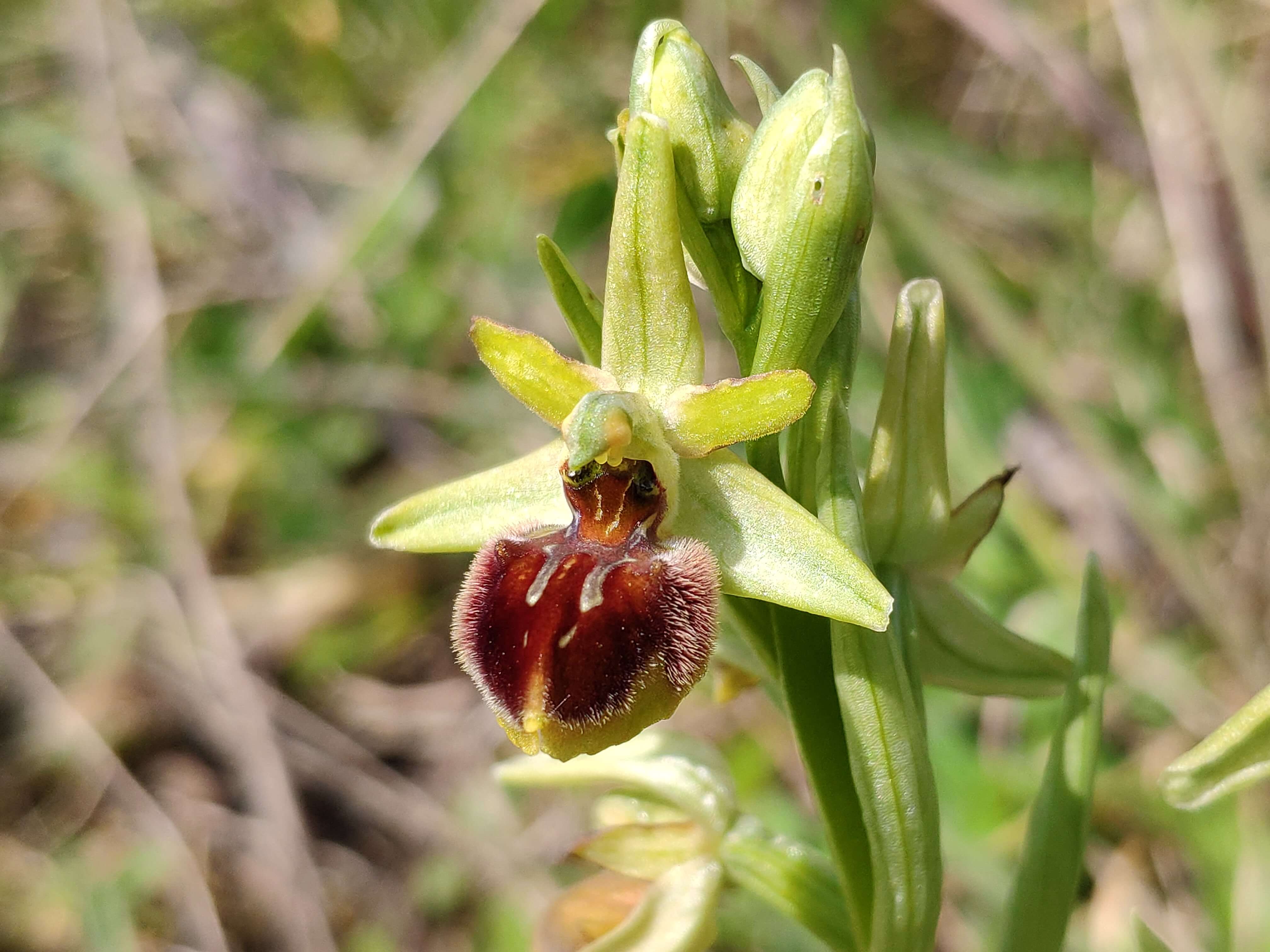 Annexe IMG_20200327_144648_1.jpg