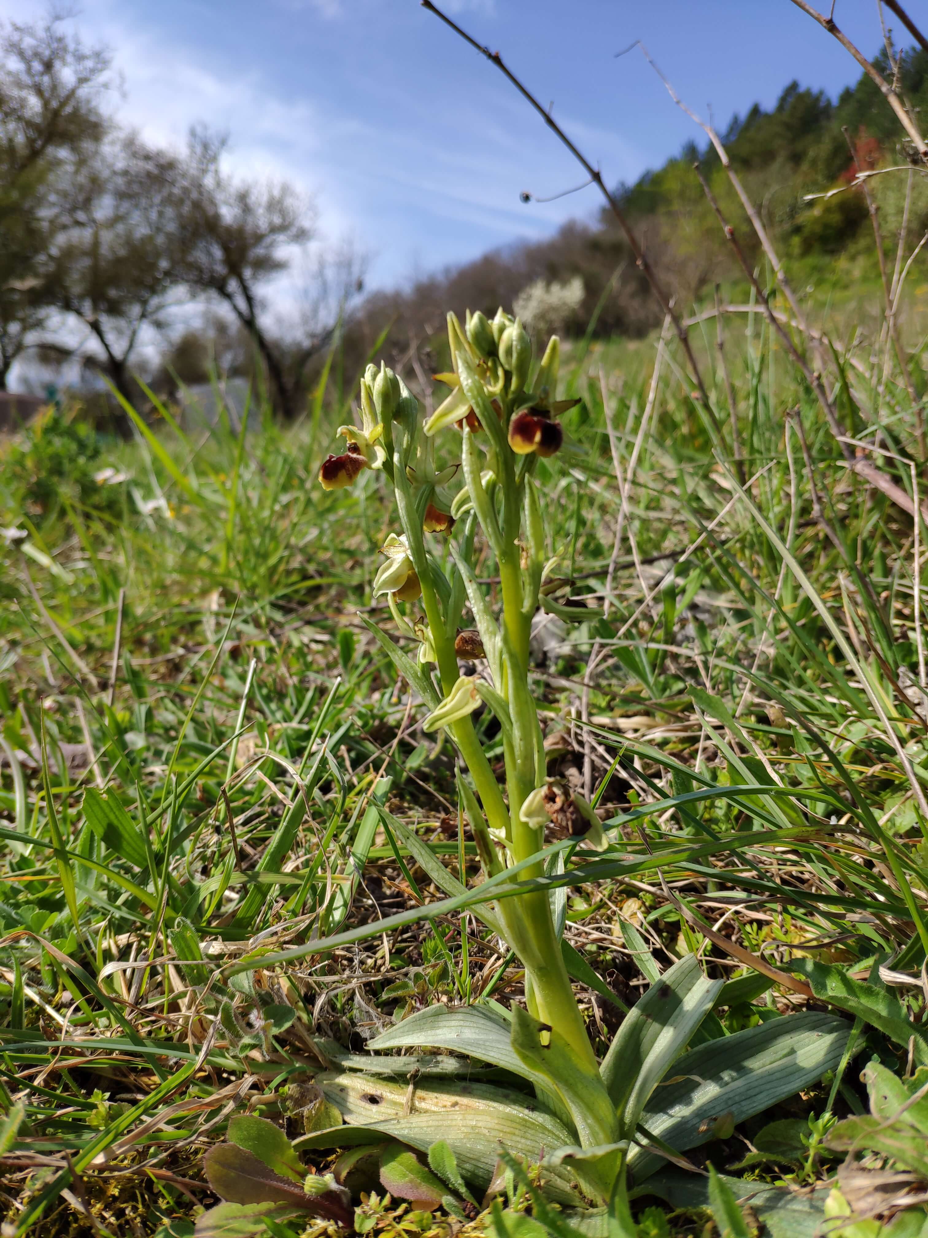 Annexe IMG_20200327_144737.jpg