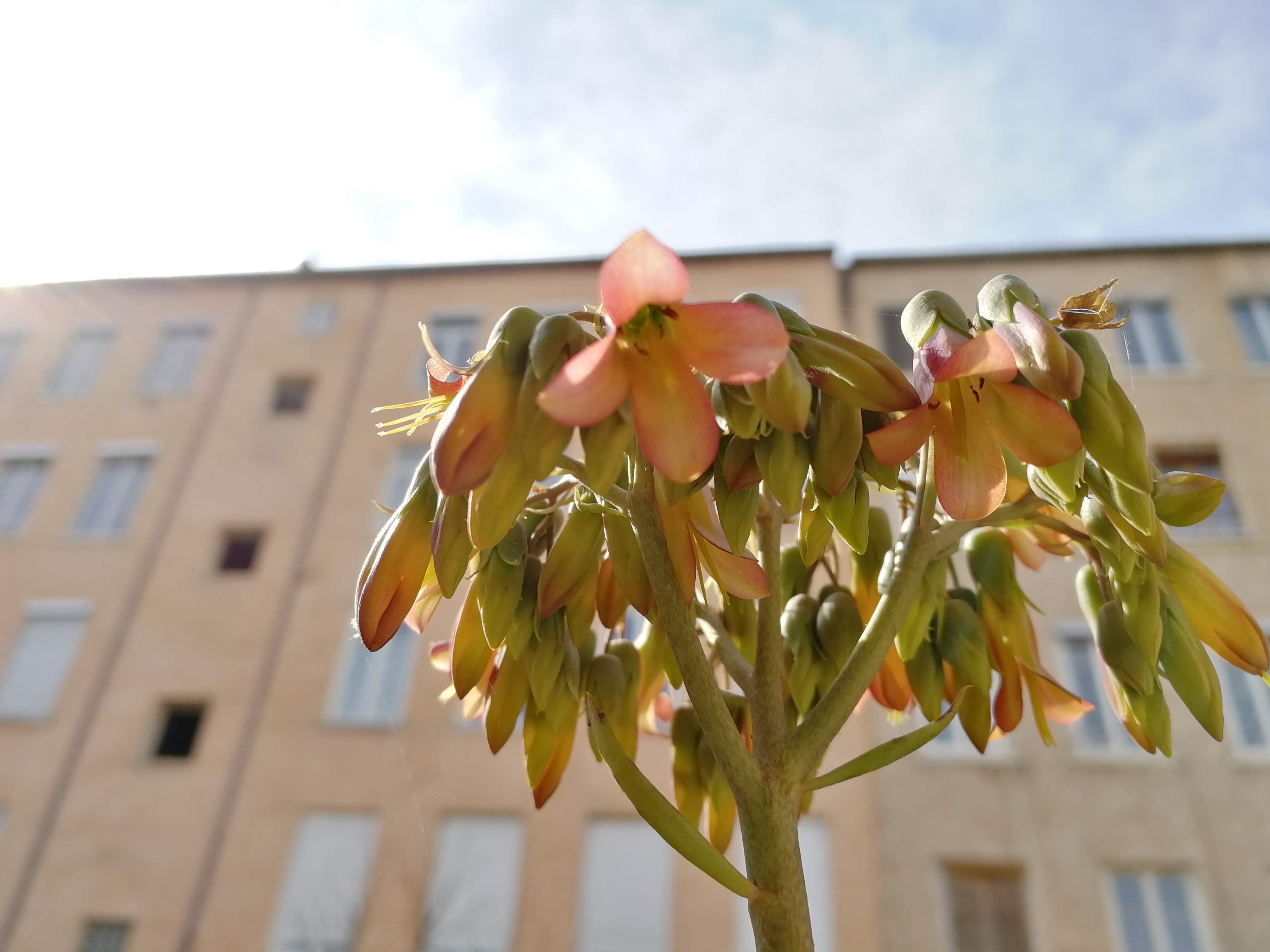 Annexe Fleurs Kalanchoé.jpg