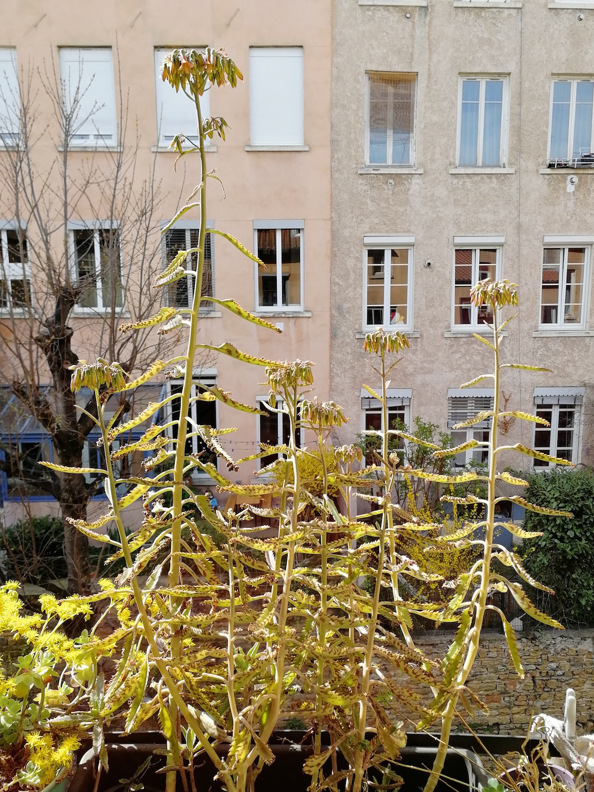 Annexe Kalanchoé Daigremontiana port général.jpg