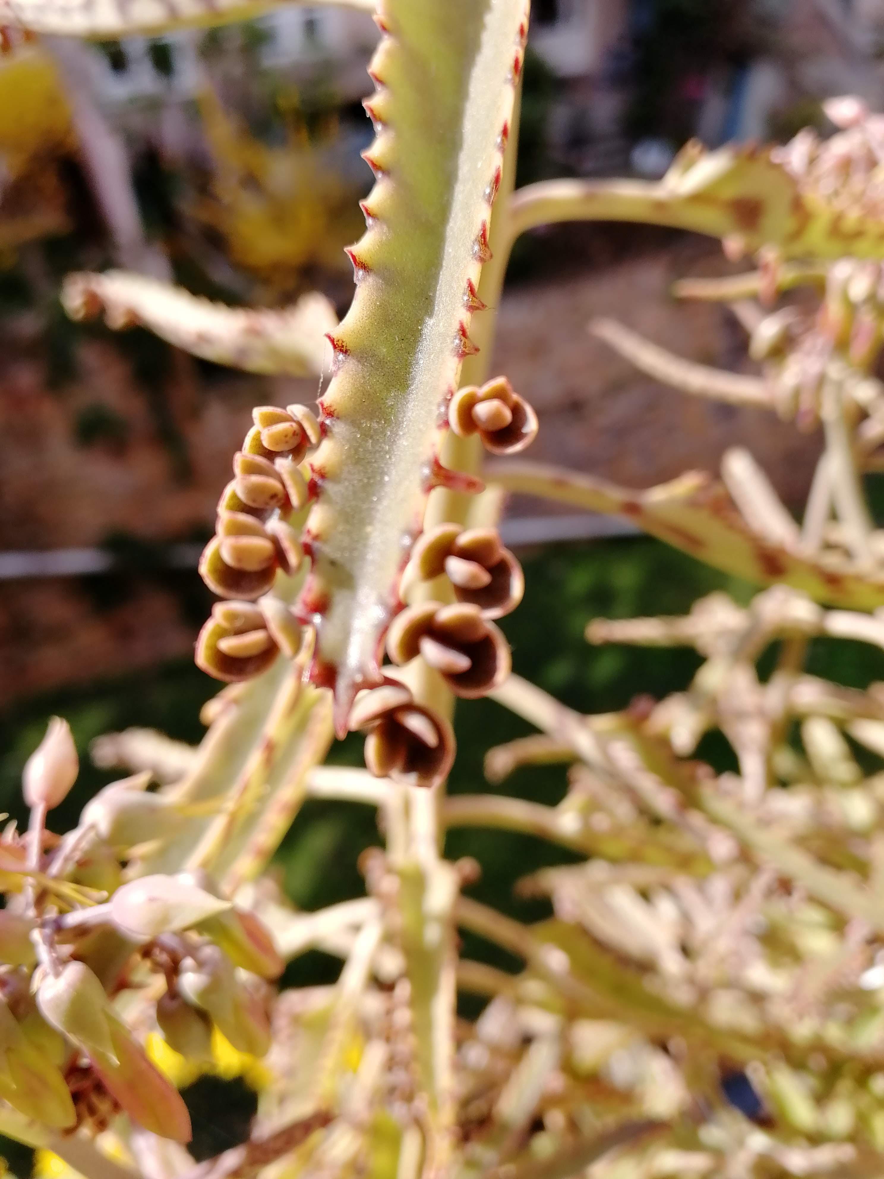 Annexe Kalanchoé Propagule sur le bord des feuilles.jpg