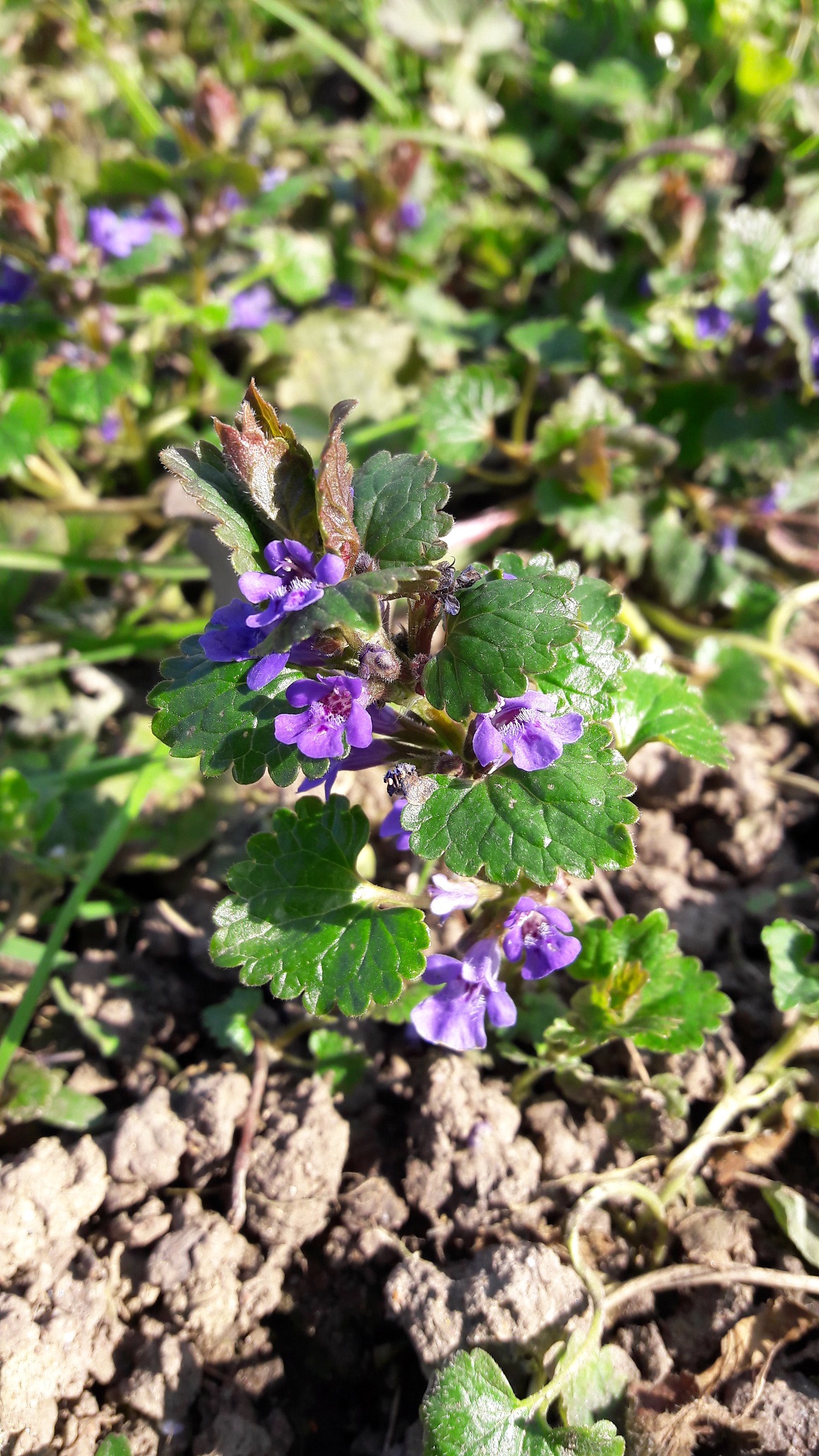 Annexe 20200327_143541.jpg