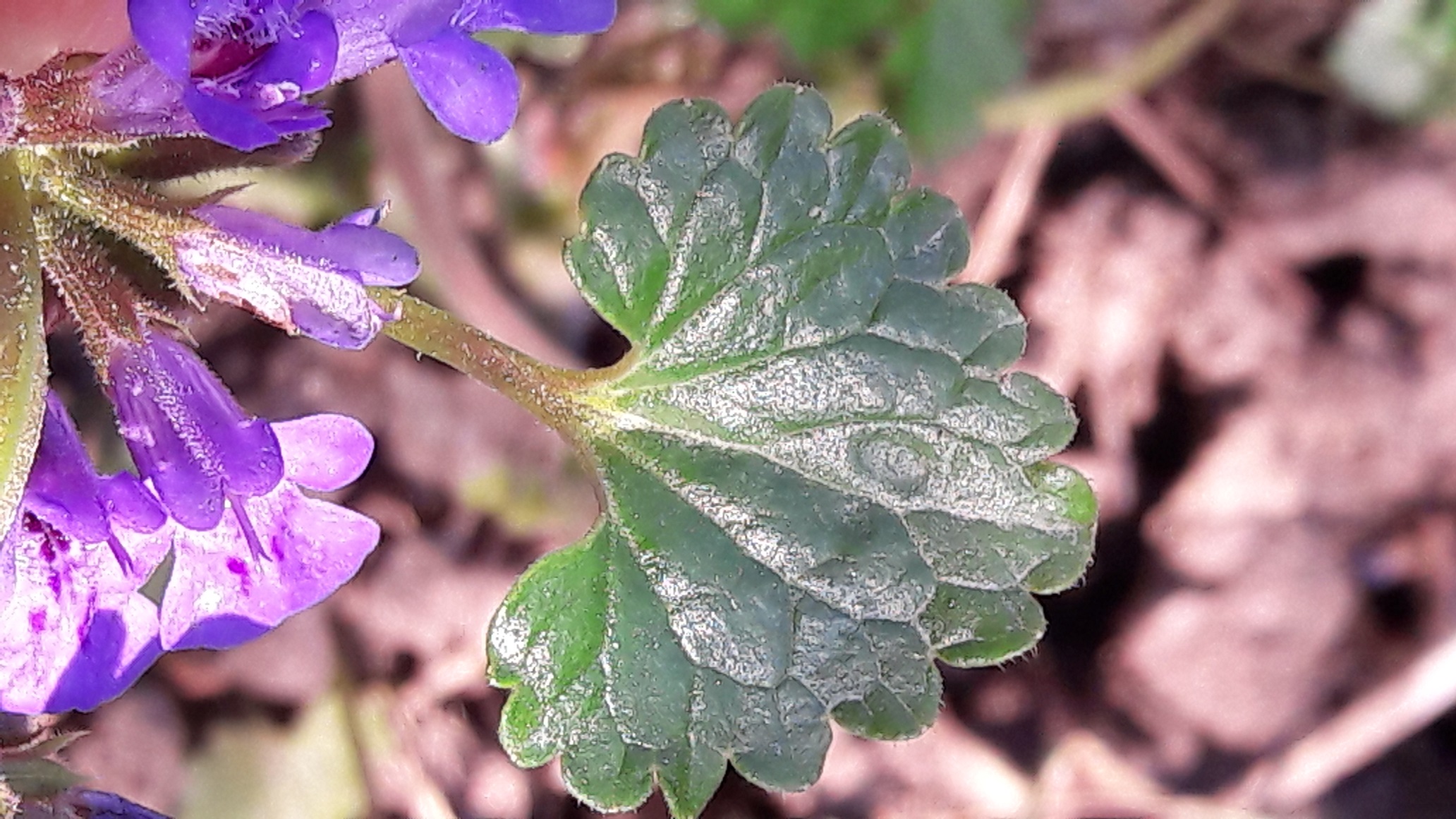 Annexe 20200327_143717.jpg