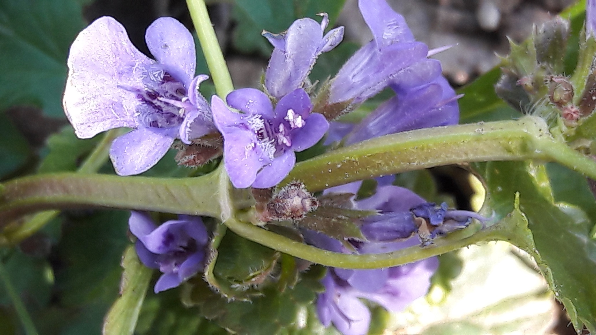 Annexe 20200327_143833.jpg