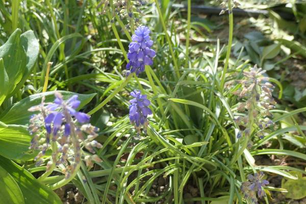 Annexe P1034516-3.JPG